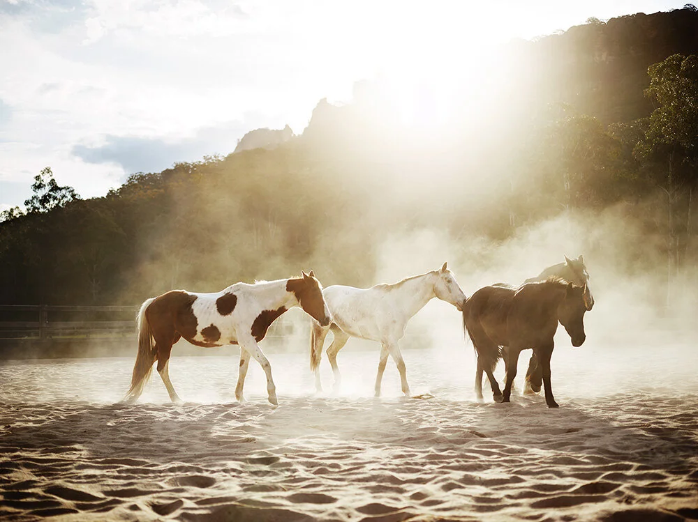 The Emirates One&amp;Only Wolgan Valley Horse Experience