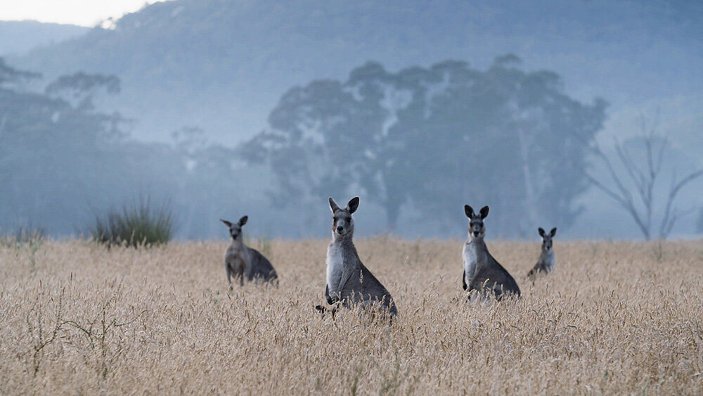 The expansive natural property is home to over 4,500 kangaroos