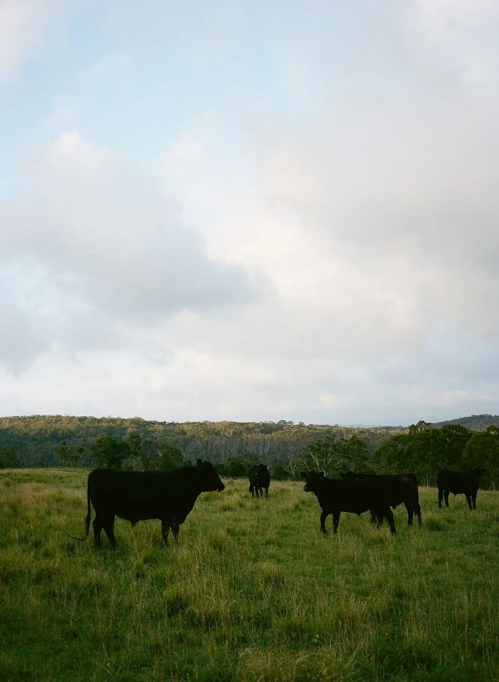 ca-farm-cattle.jpg