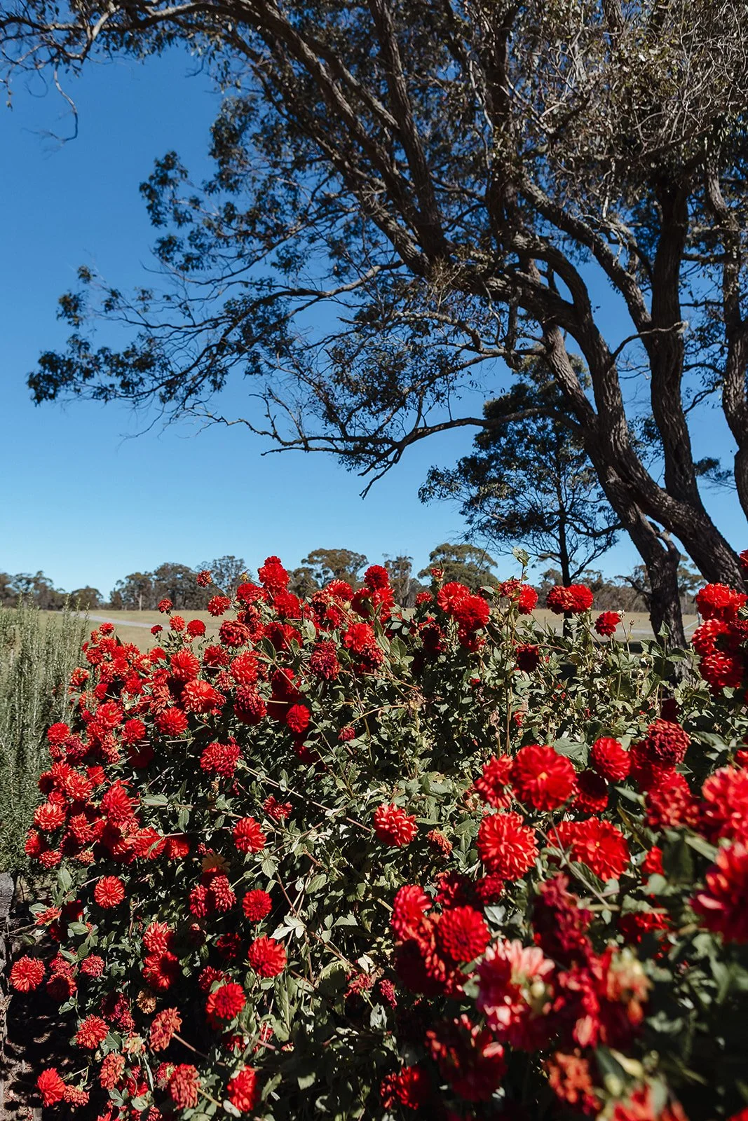 beautiful flowers.jpg