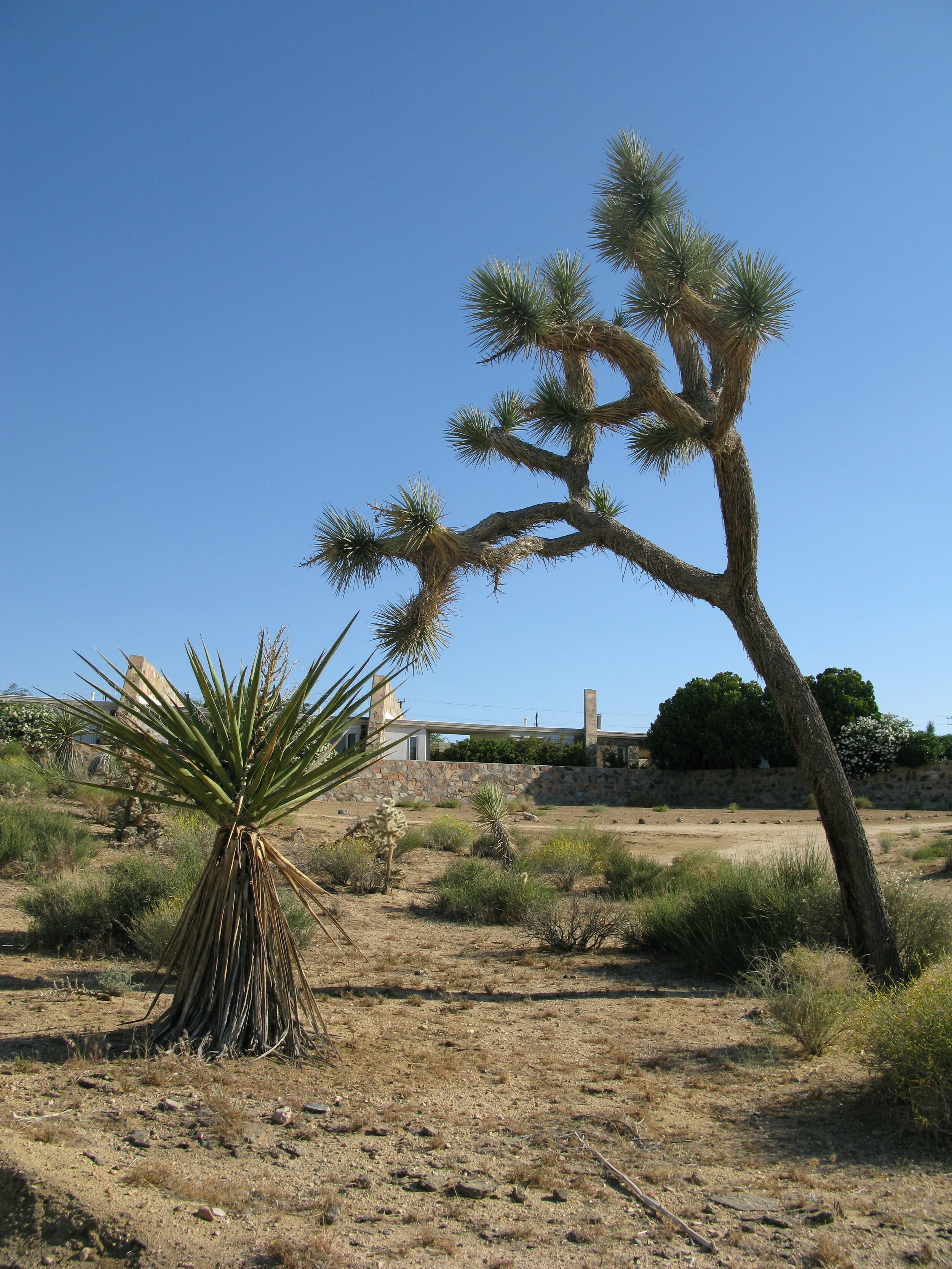 The Joshua Tree Retreat Center
