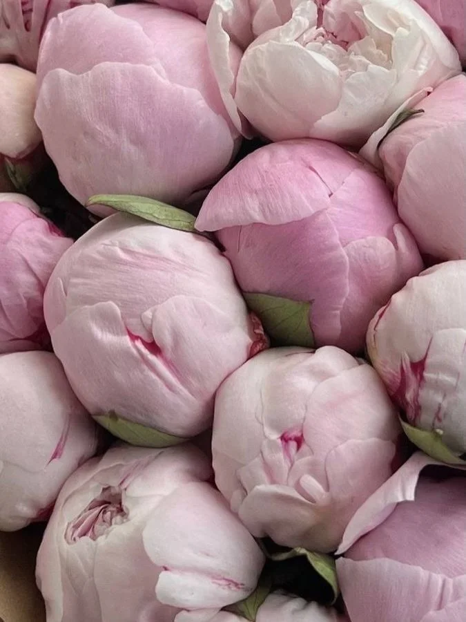 A love note to Spring