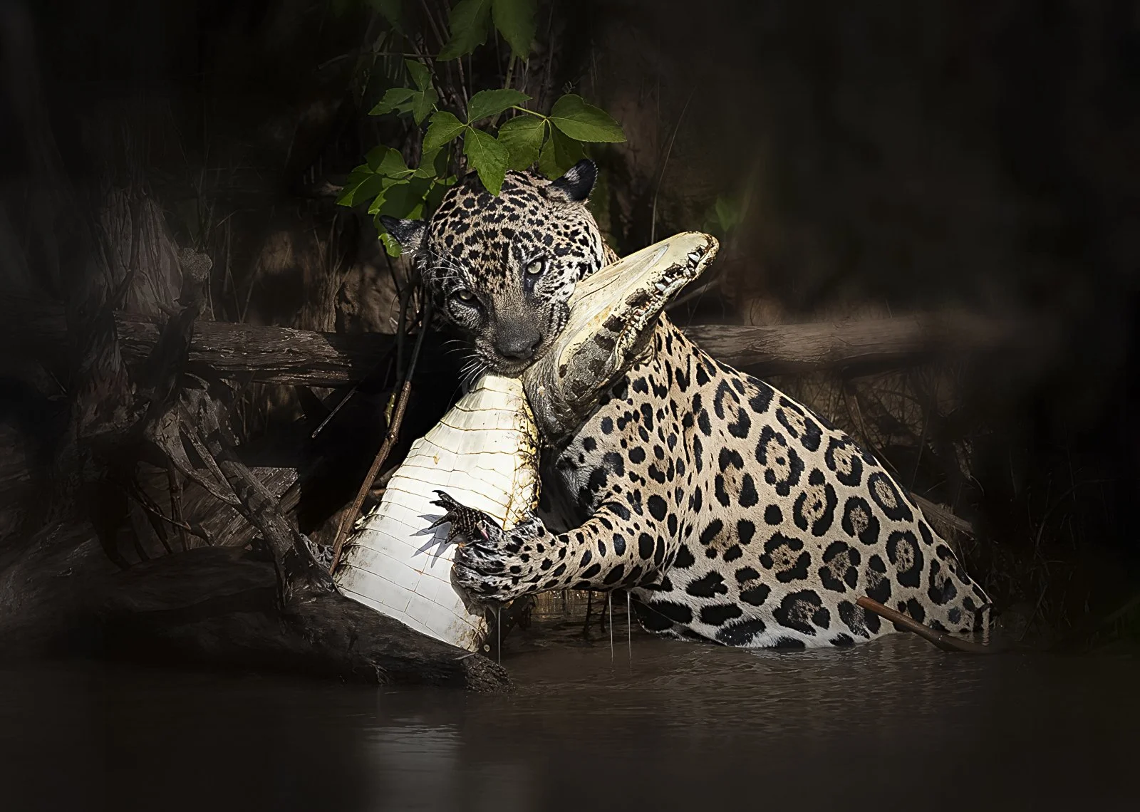 Jaguars03.jpg