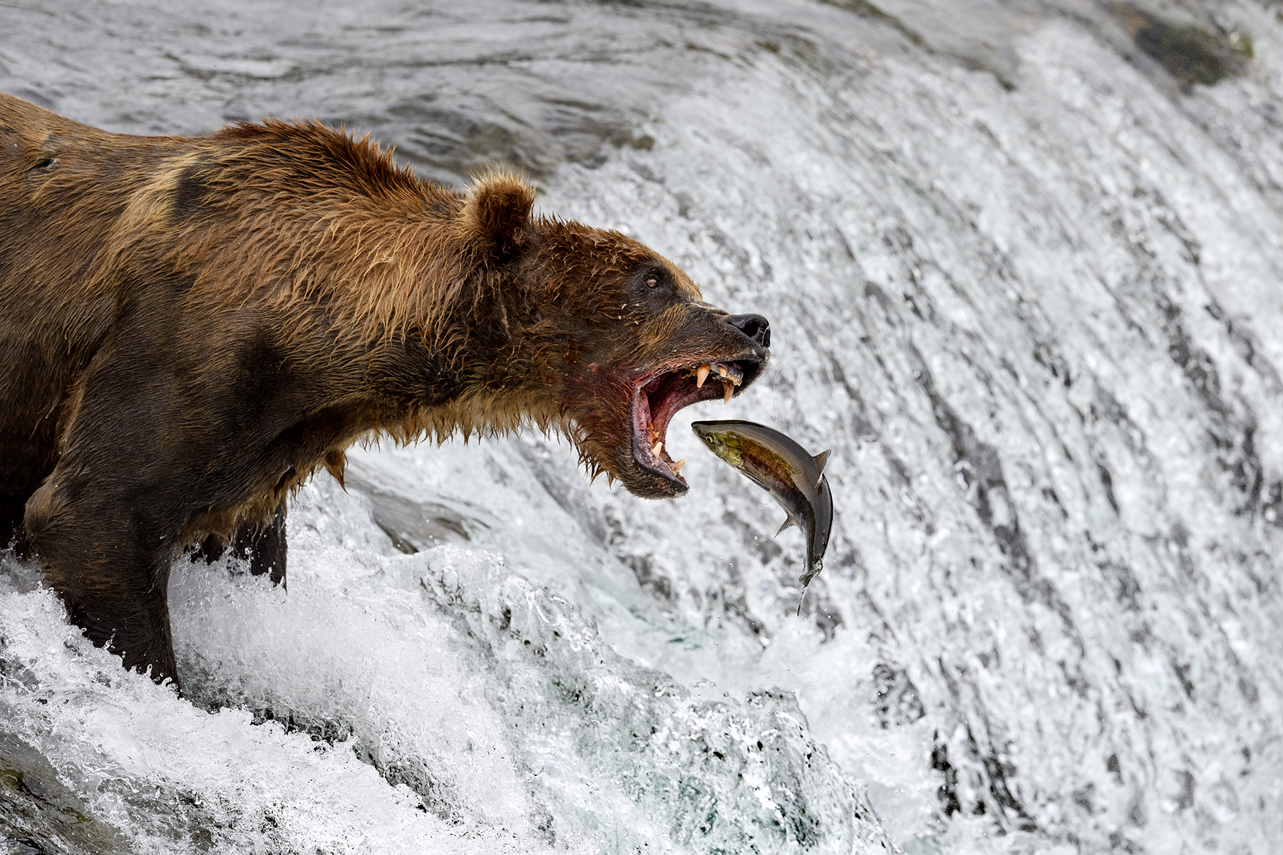 McLennan_bears_Alaska16_0056.jpg