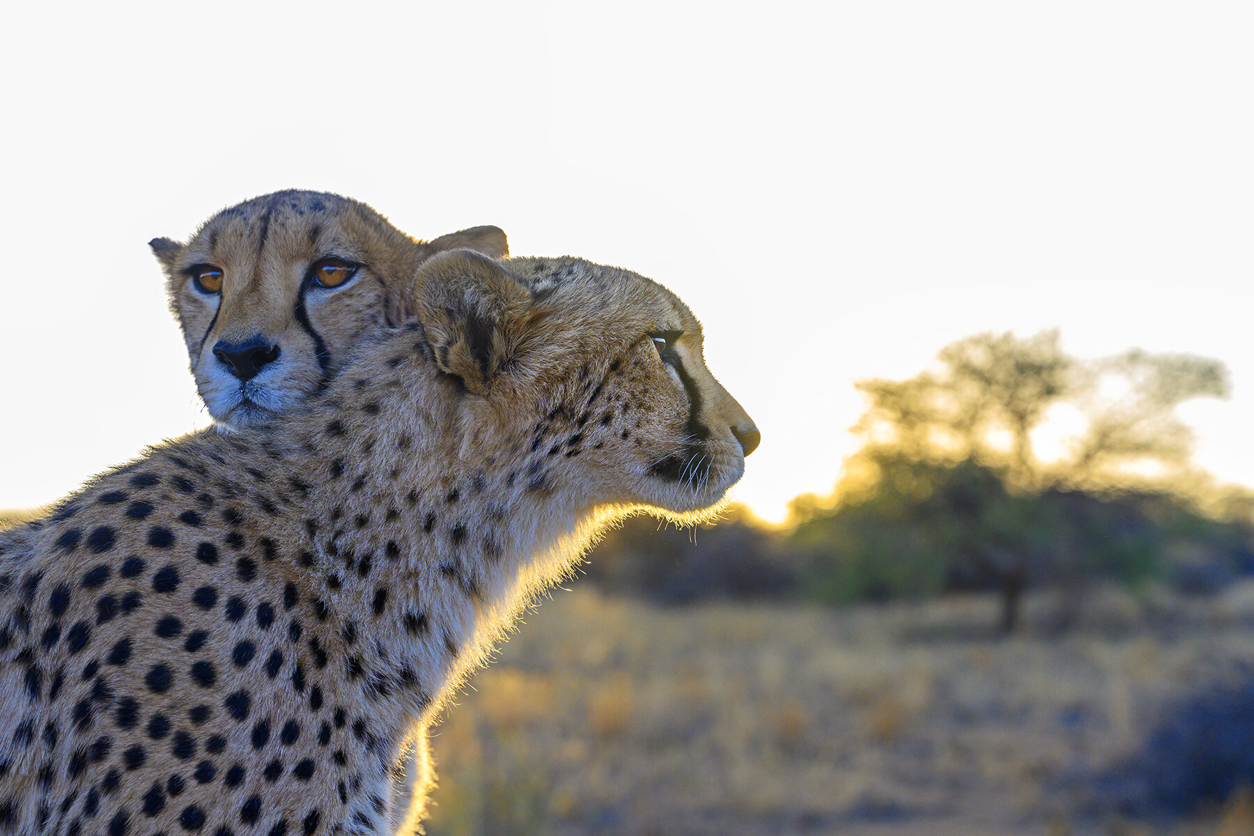 Africa Photo Tours, cheetahs