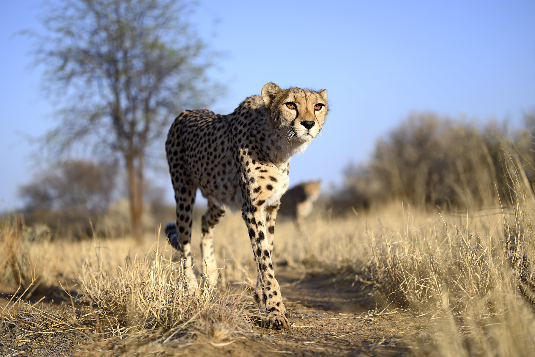 Africa Photo Tour Cheetahs