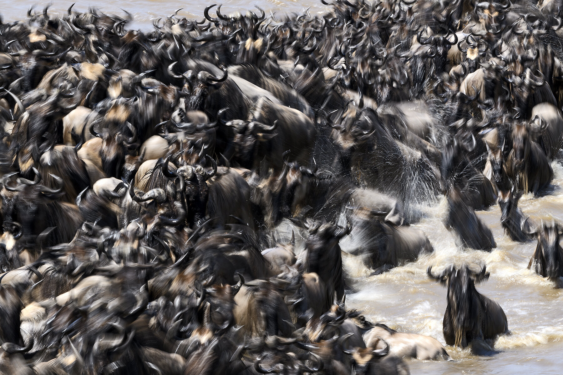 Wildebeest during great migration, Africa.