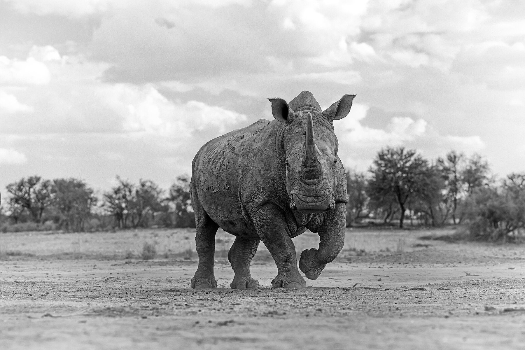 Wildlife photography, Africa
