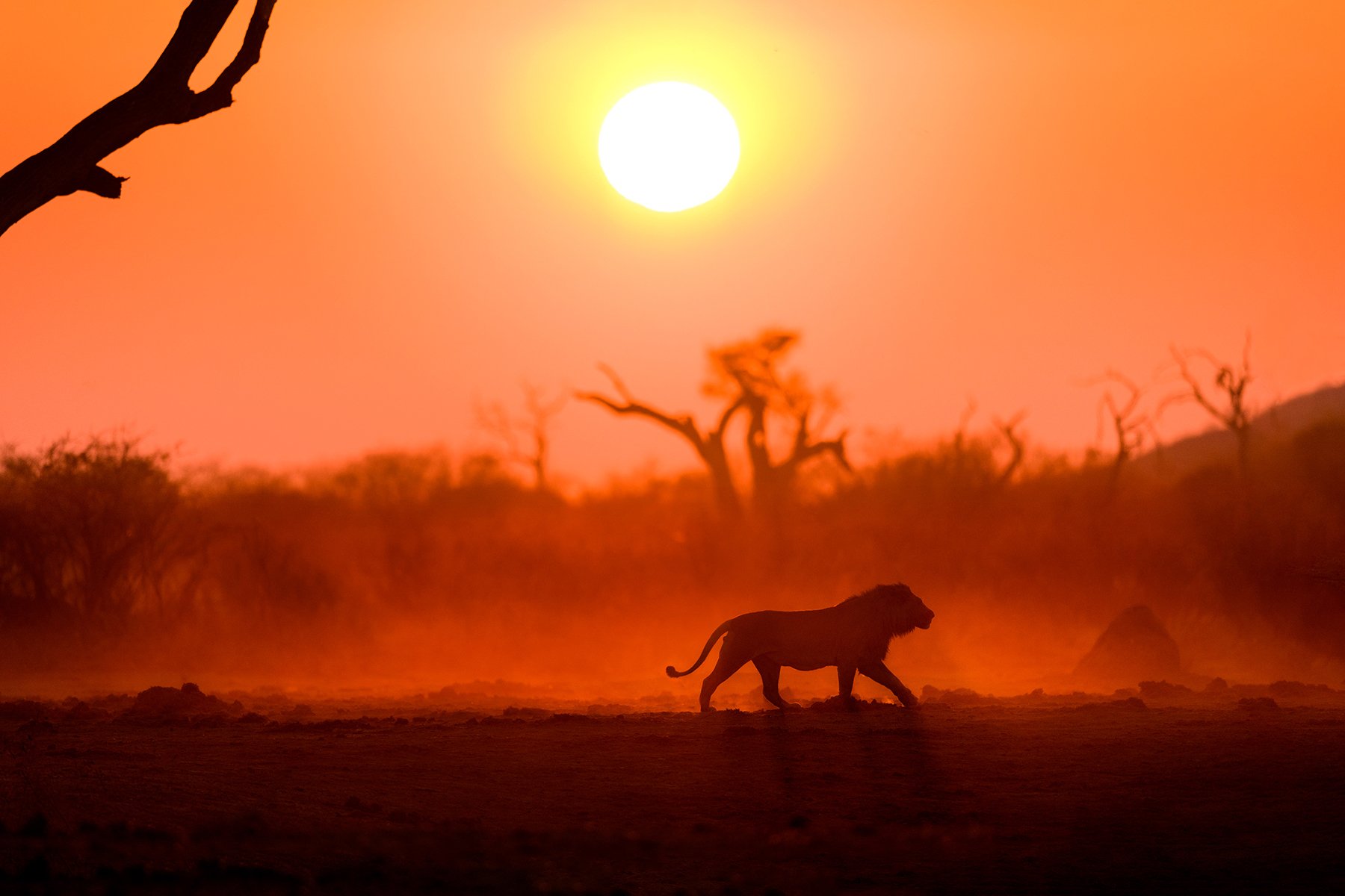 McLennan_Africa_wildlife16_0055.jpg