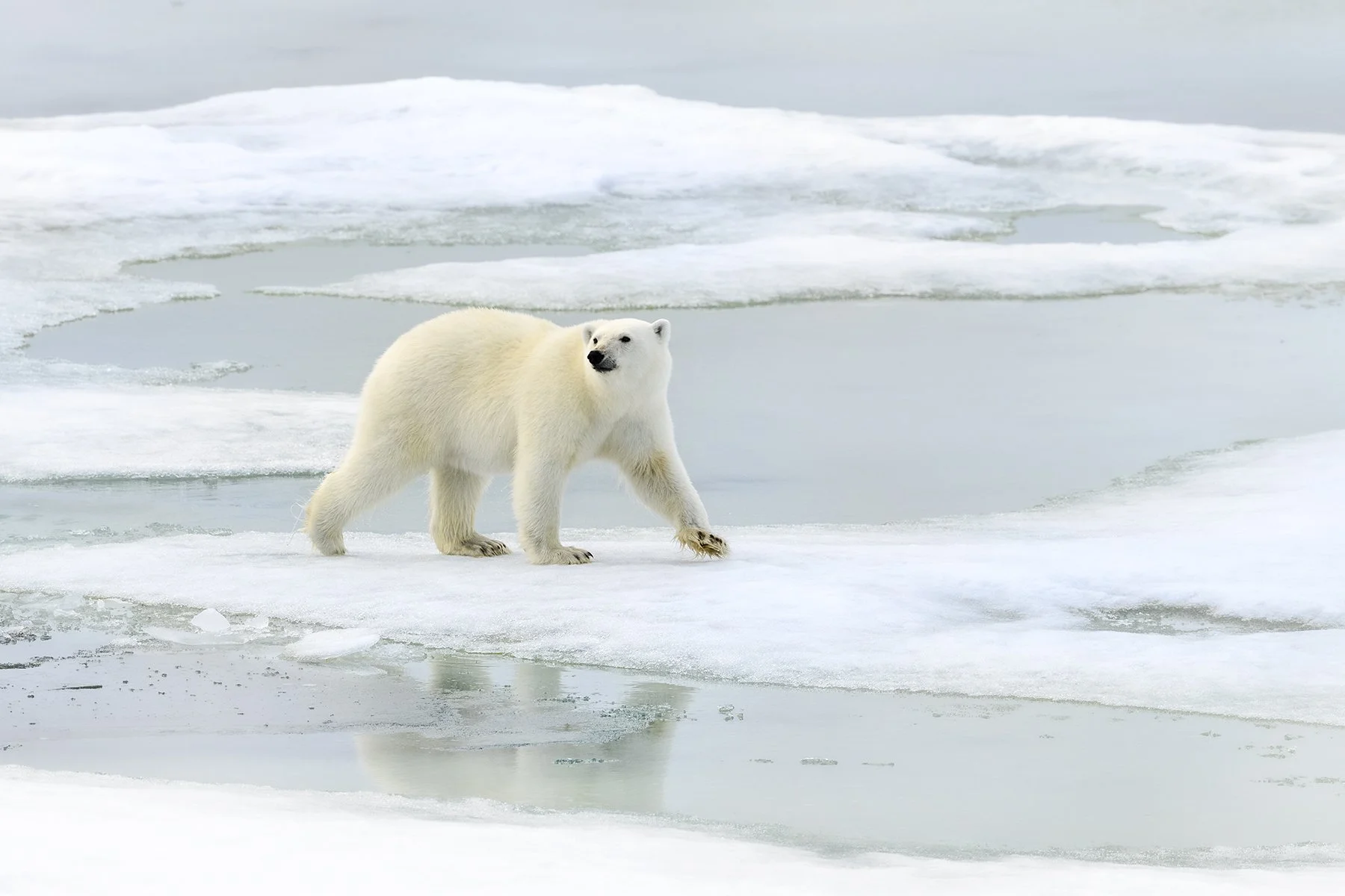McLennan_Spitsbergen_19_052.jpg