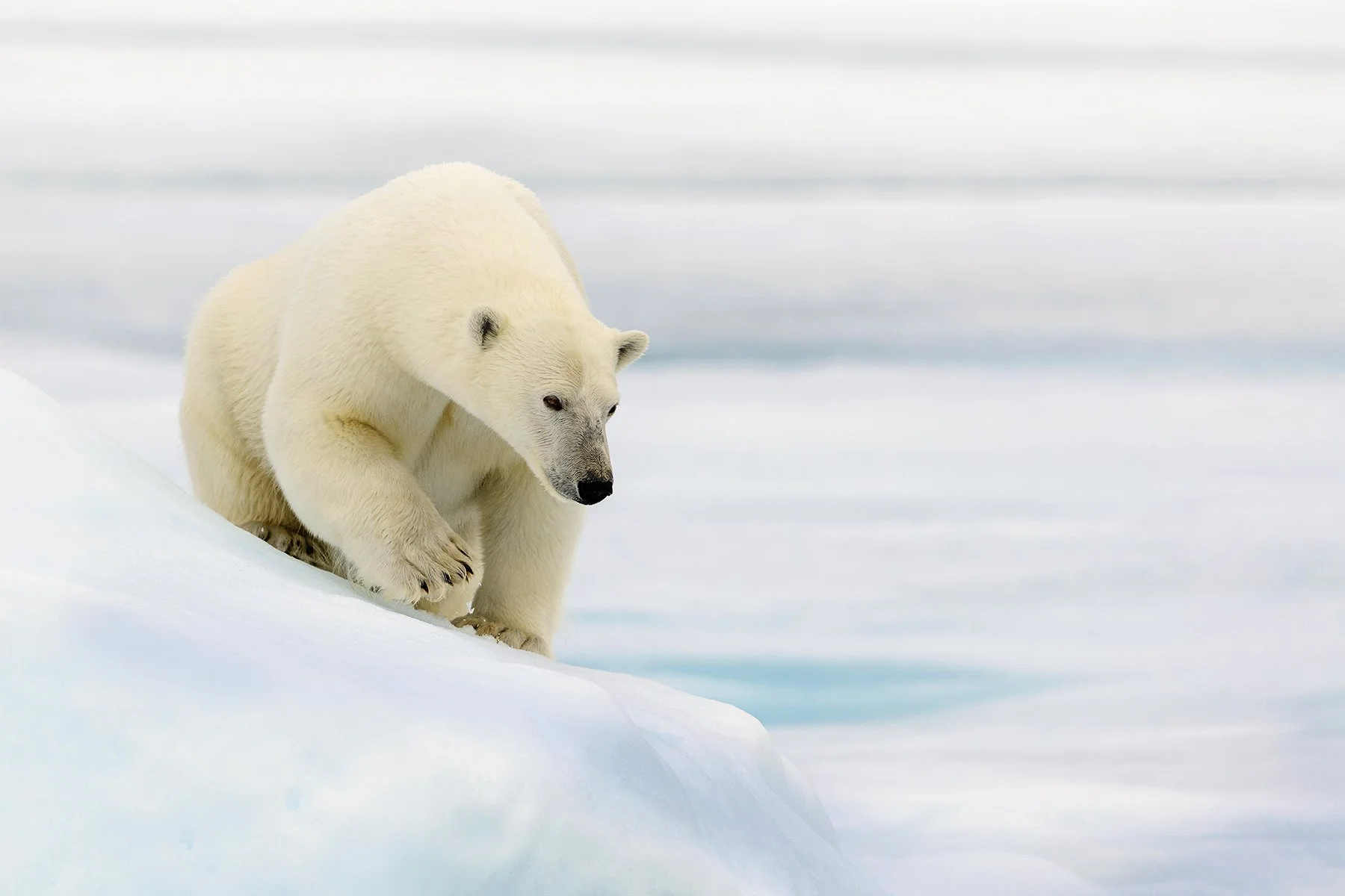 McLennan_Spitsbergen_0022 (1).jpg