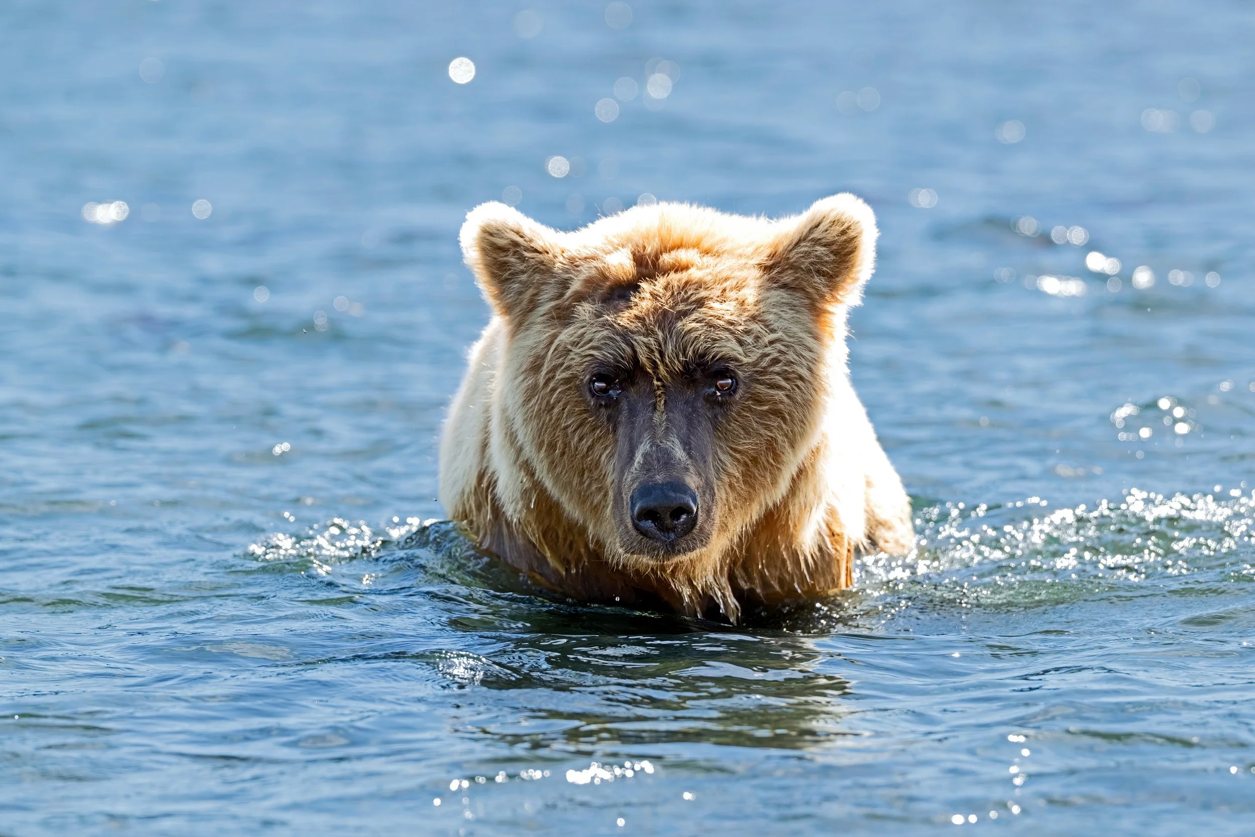 McLennan_AlaskaBears_26_004.jpg