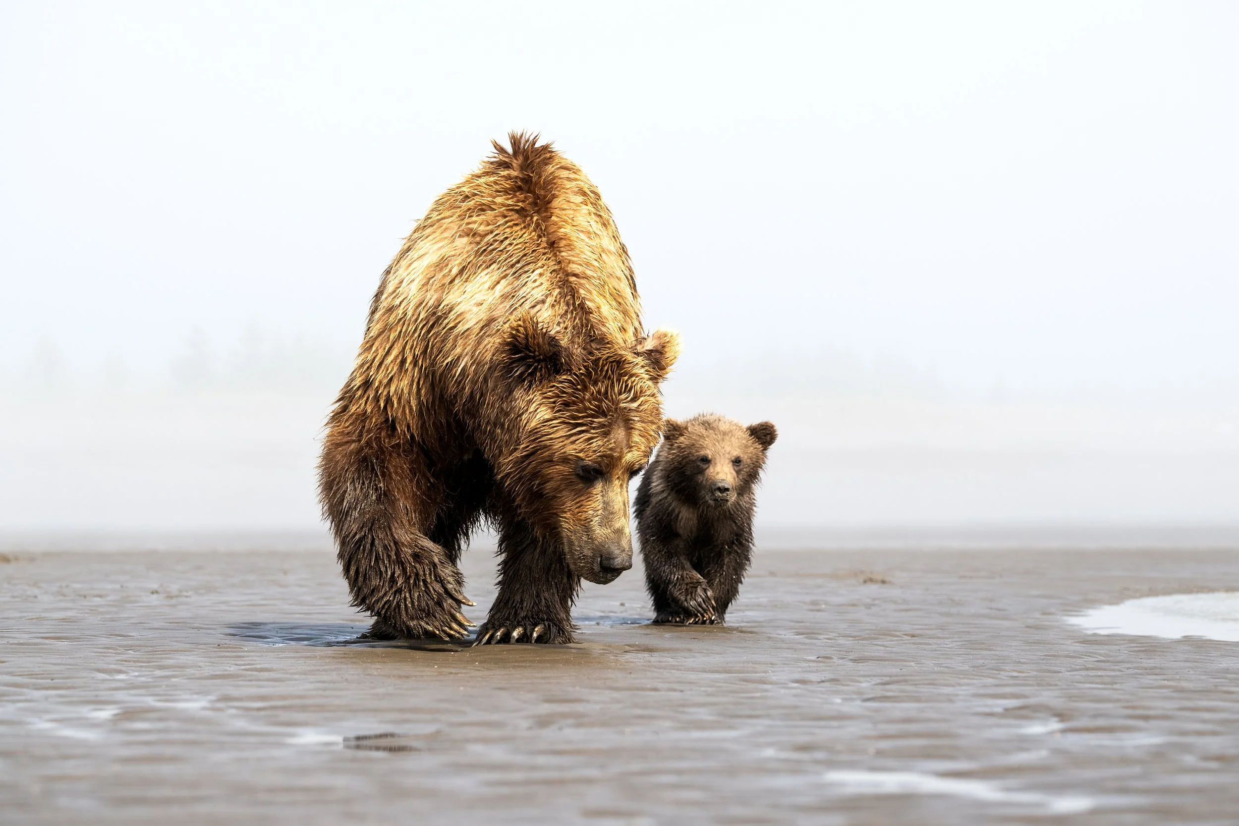 A mother brown bear and her cub walking along a wet, sandy beach with calm water and a cloudy sky in the background.