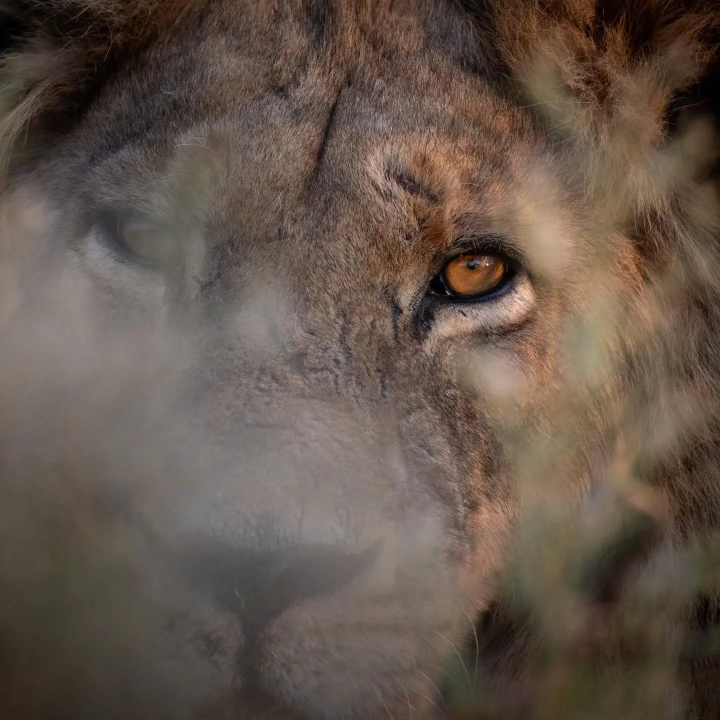 Sneaky peak 🦁

Due to a last minute cancelation we have just one space available on our September 16th - 25th Botswana Safari.

We will be offering a very special price on this one 👍🦁🧡

Email: chris@McLennan.photo for more details

#chrismclennan