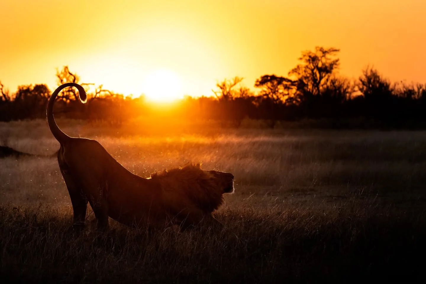 Getting ready to head back to Botswana with two amazing safaris ahead 🙌🧡🦁

#chrismclennanphotoexpeditions #safari #africa #wildlifephotography 
@nikonnz @nikonaustralia
