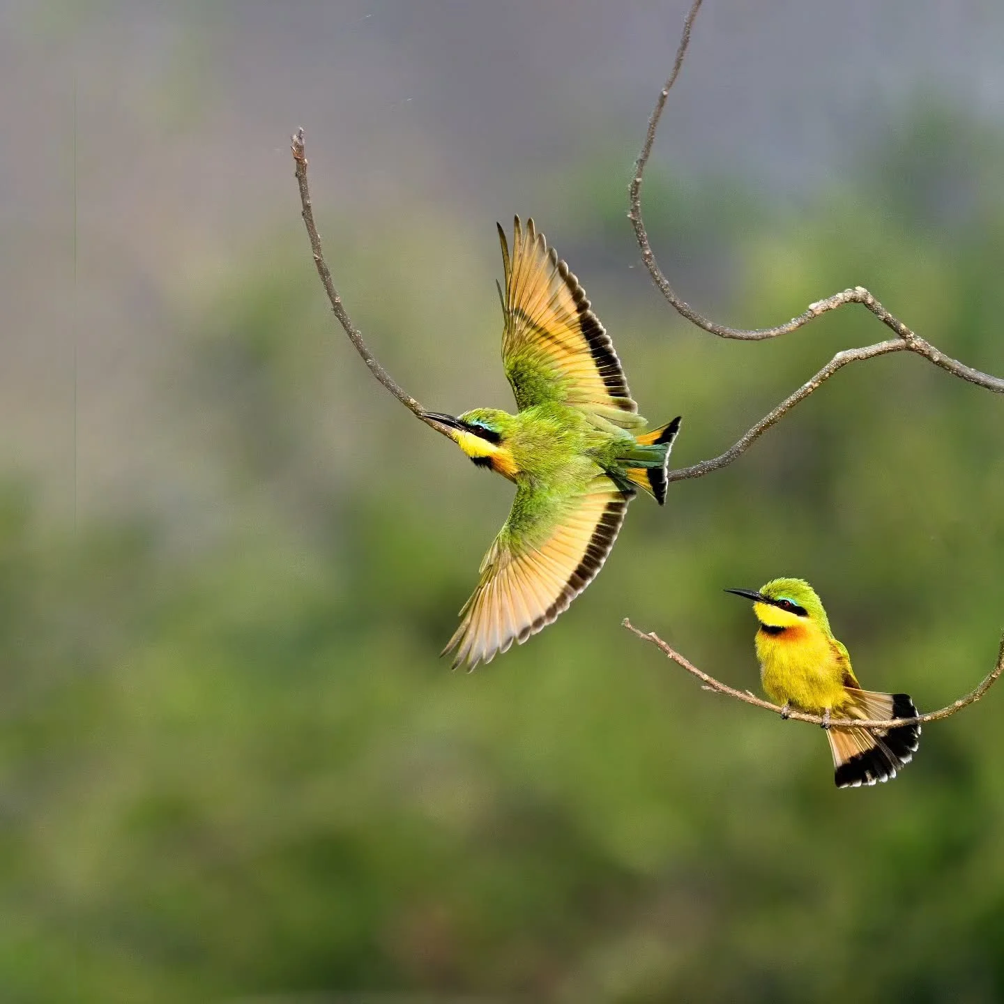 "It's the little things" 💚💛

Our Botswana safaris are a series of special moments.  Every time we head out something special awaits - and you never know what it will be...

Two little bee-eaters, not much bigger than your thumb performed 