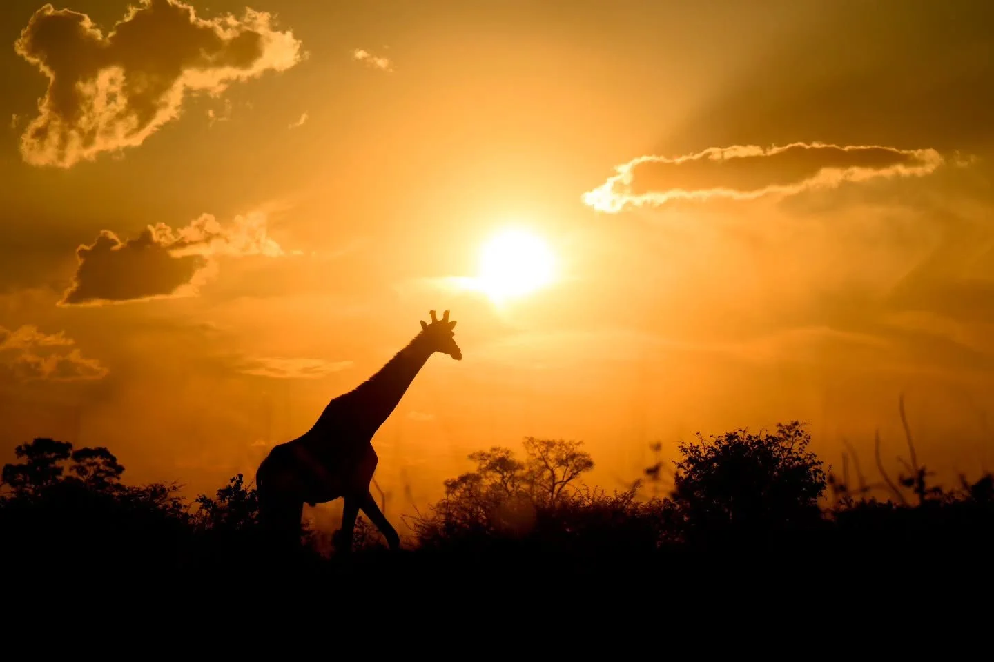 Safari sunsets 🧡🦒🧡

Will you be joining us in 2027 🐘🦁🐆🦒🦓

#chrismclennanphotoexpeditions #africa #photosafari
@nikonnz @nikonaustralia
