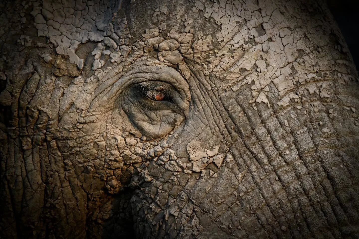 Eyes are the windows to the soul 🐘
Botswana.

We just have a few spaces left for 2027...

#chrismclennanphotoexpeditions #wildlifephotography #lifechangingexperiences 
@nikonnz @nikonaustralia