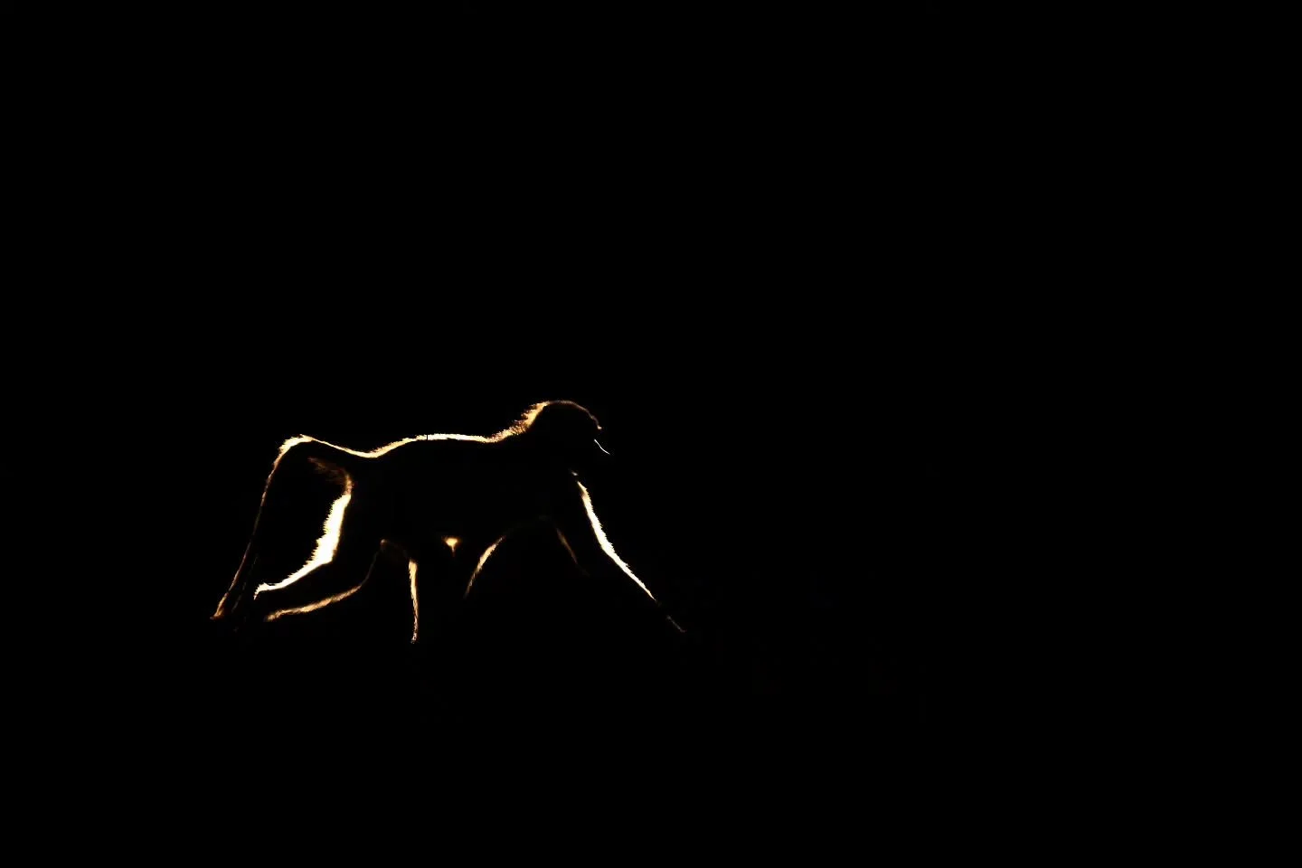 Where light and shadows meet. 

A young baboon strolls through the last light of the day.  It was fun sharing these techniques with our guests - and seeing them nail it!! 🙌🫵

#chrismclennanphotoexpeditions #wildlifephotography 
@nikonnz @nikonaustr