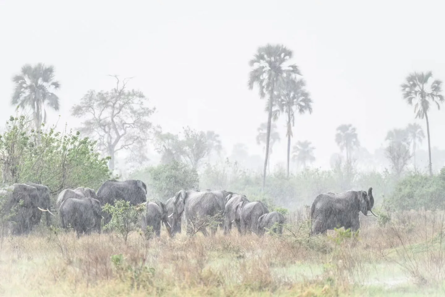 Mystical elephants in the rain 🐘

This pouring rain was the first we have ever seen in the Okavango Delta in September. It was a surprise but made for stunning scenes 🩶💧🐘

#chrismclennanphotoexpeditions 
#wildlifephotography #Africansafari 
@niko