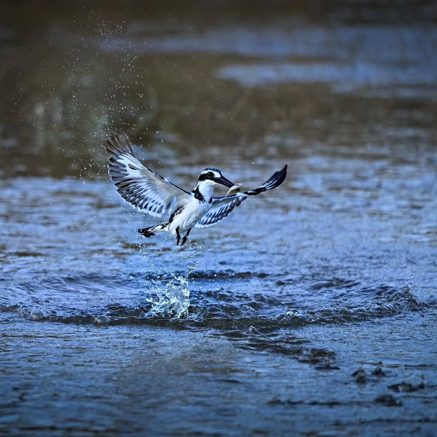 The little things 💧💙

A pied kingfisher at work,  Botswana 

#chrismclennanphotoexpeditions #wildlifephotography #africansafari 

@nikonnz @nikonaustralia 

Nikon Z9.  Nikkor 400mm f4.5 
ISO 2200.  F4.5 for 1/3200 second