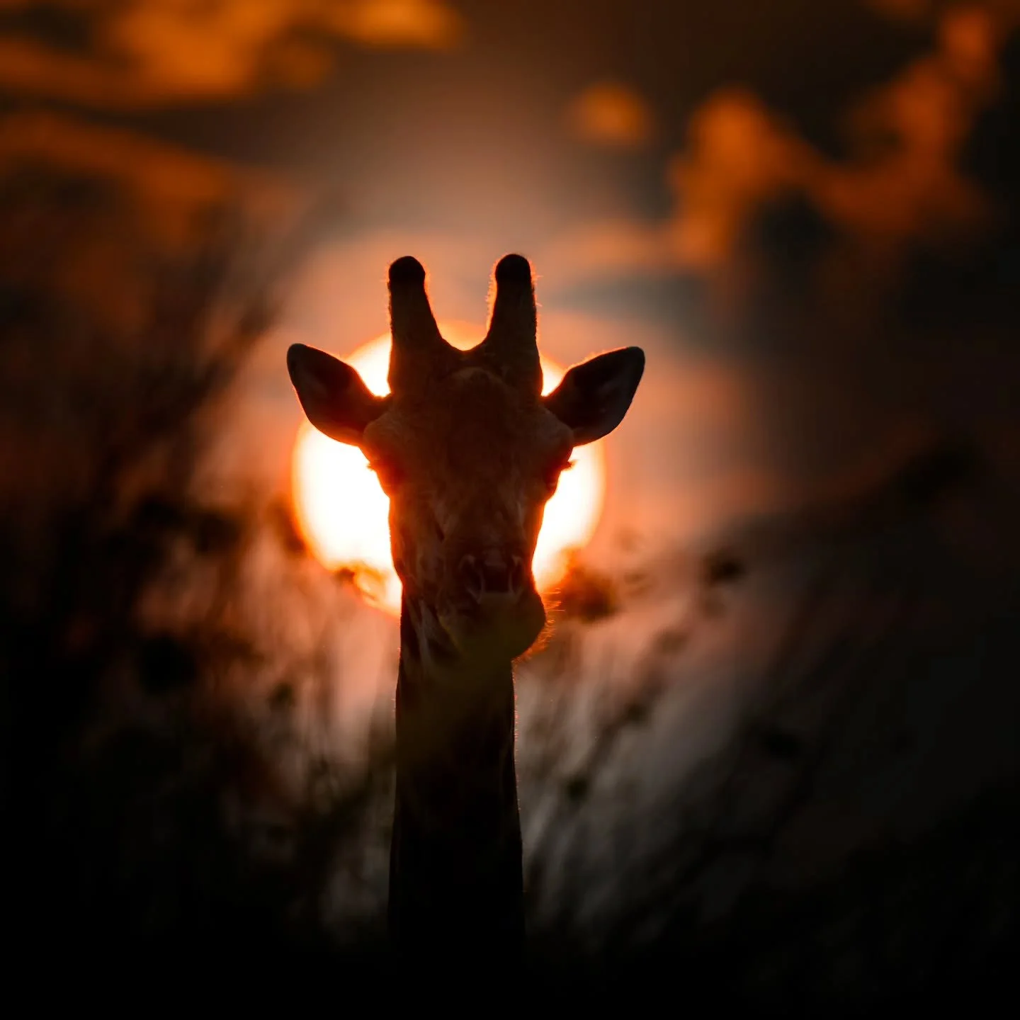 On safari in Africa and someone is photo bombing my sunset 🌅🦒🧡

#chrismclennanphotoexpeditions #wildlifephotography #africansafari 
@nikonnz @nikonaustralia 

Nikon Z9.  Nikkor 180-600. 
ISO 80. F6.3 for 1/1000 second.