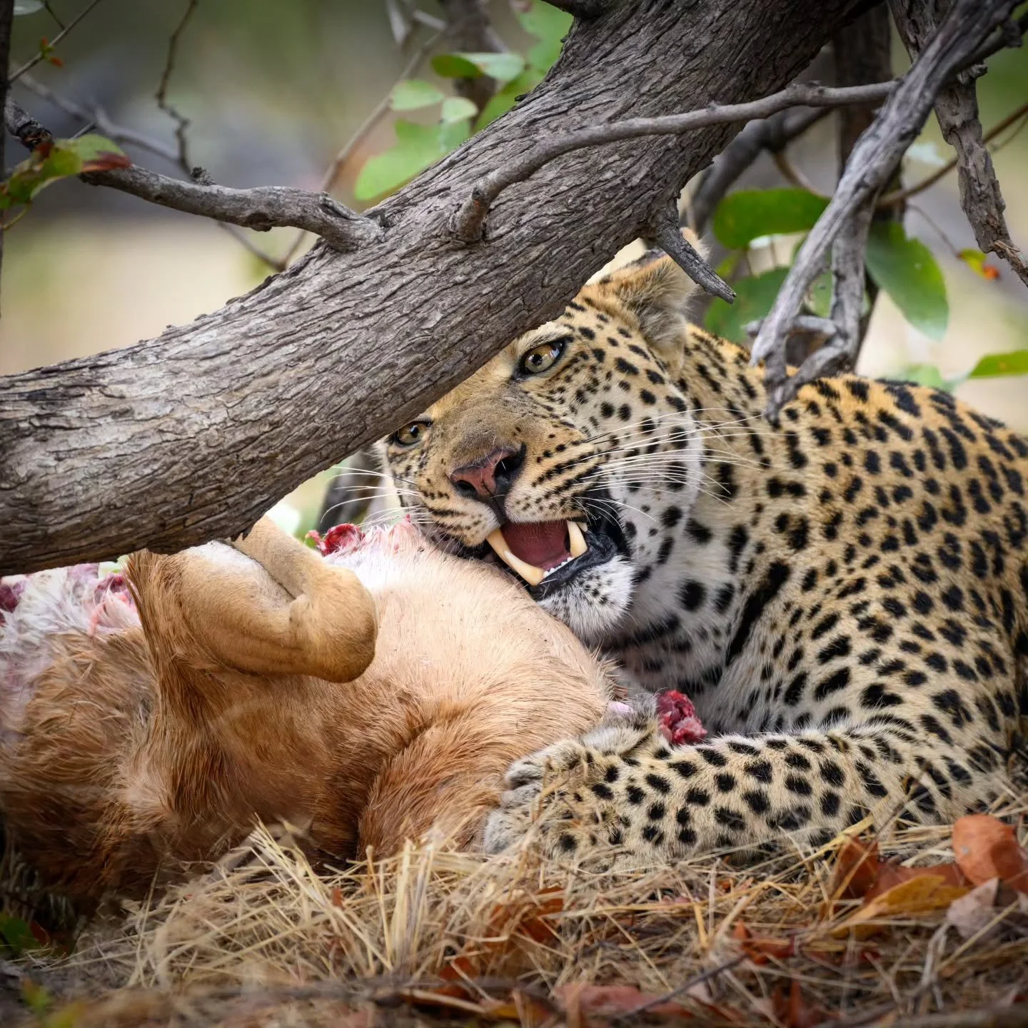 On safari in Africa - where lunch under a tree can have so many different meanings... ❤️🐆

Join us in 2027 🙌🐘🦒🦁

#chrismclennanphotoexpeditions #wildlifephotography #Africansafari 
@nikonnz @nikonaustralia

Nikon Z9.  Nikkor 180-600 
ISO 560. F6