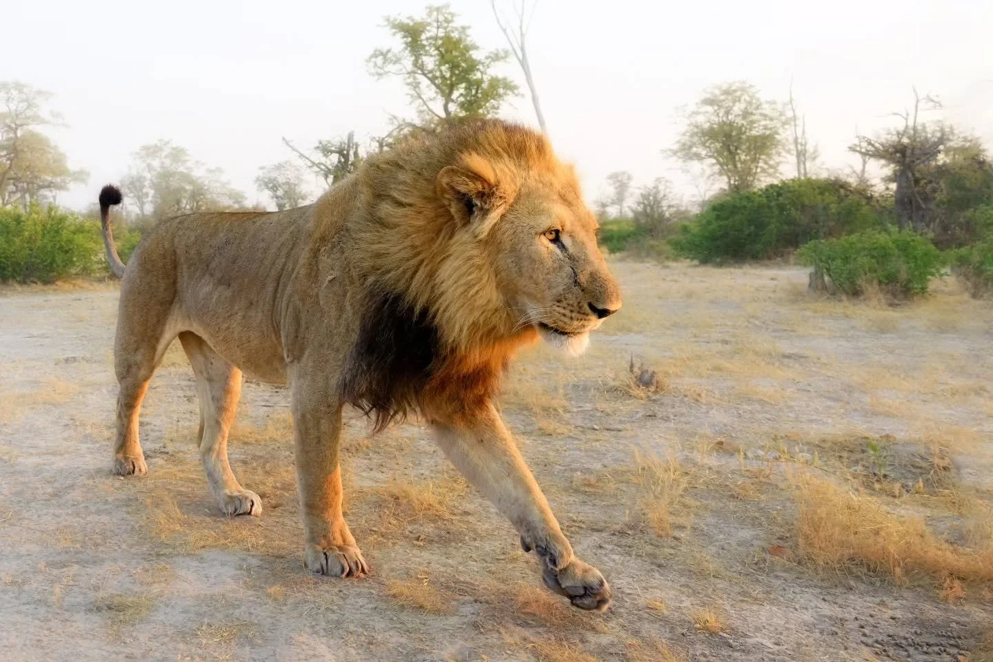 Another great start to the day on safari in Africa.

Golden light and morning strolls with the king 🦁🧡 
The softness of the morning light in Botswana has to be experienced to be appreciated 🙌🌅

Nikon Z8, Nikkor 28-400 @28mm
ISO 1800.  F6.3 for 1/