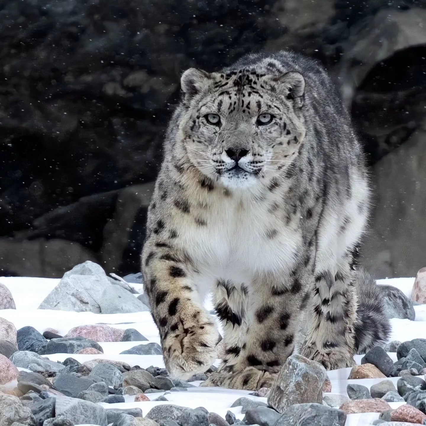 International Snow Leopard Day ❄️🩵❄️

#chrismclennanphotoexpeditions