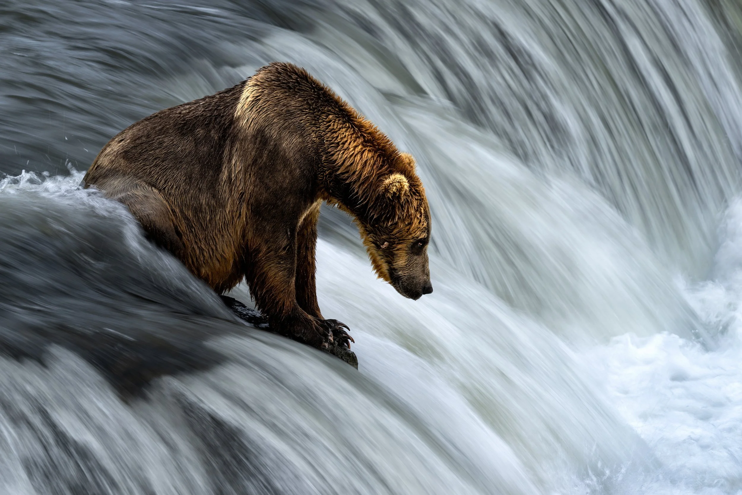 McLennan_AlaskaBears_26_001.jpg