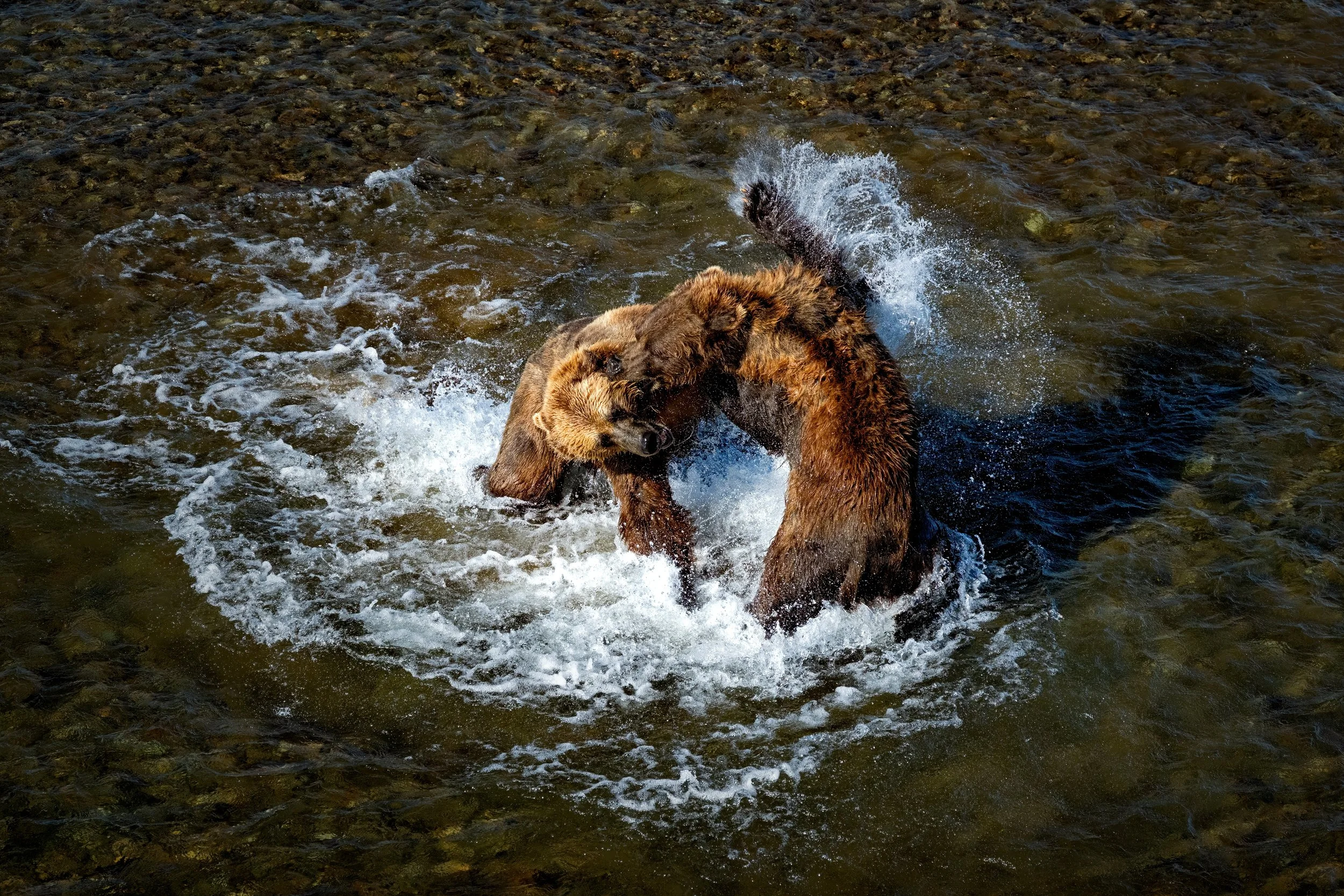 McLennan_AlaskaBears_26_013.jpg