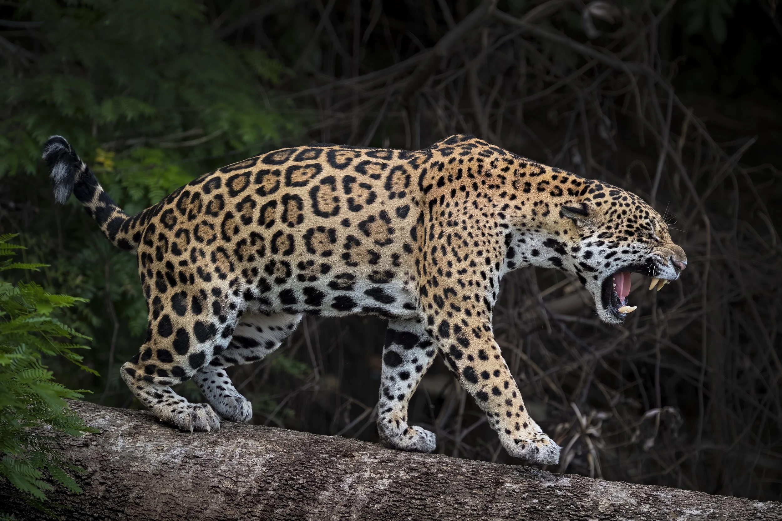 Jaguars02.jpg