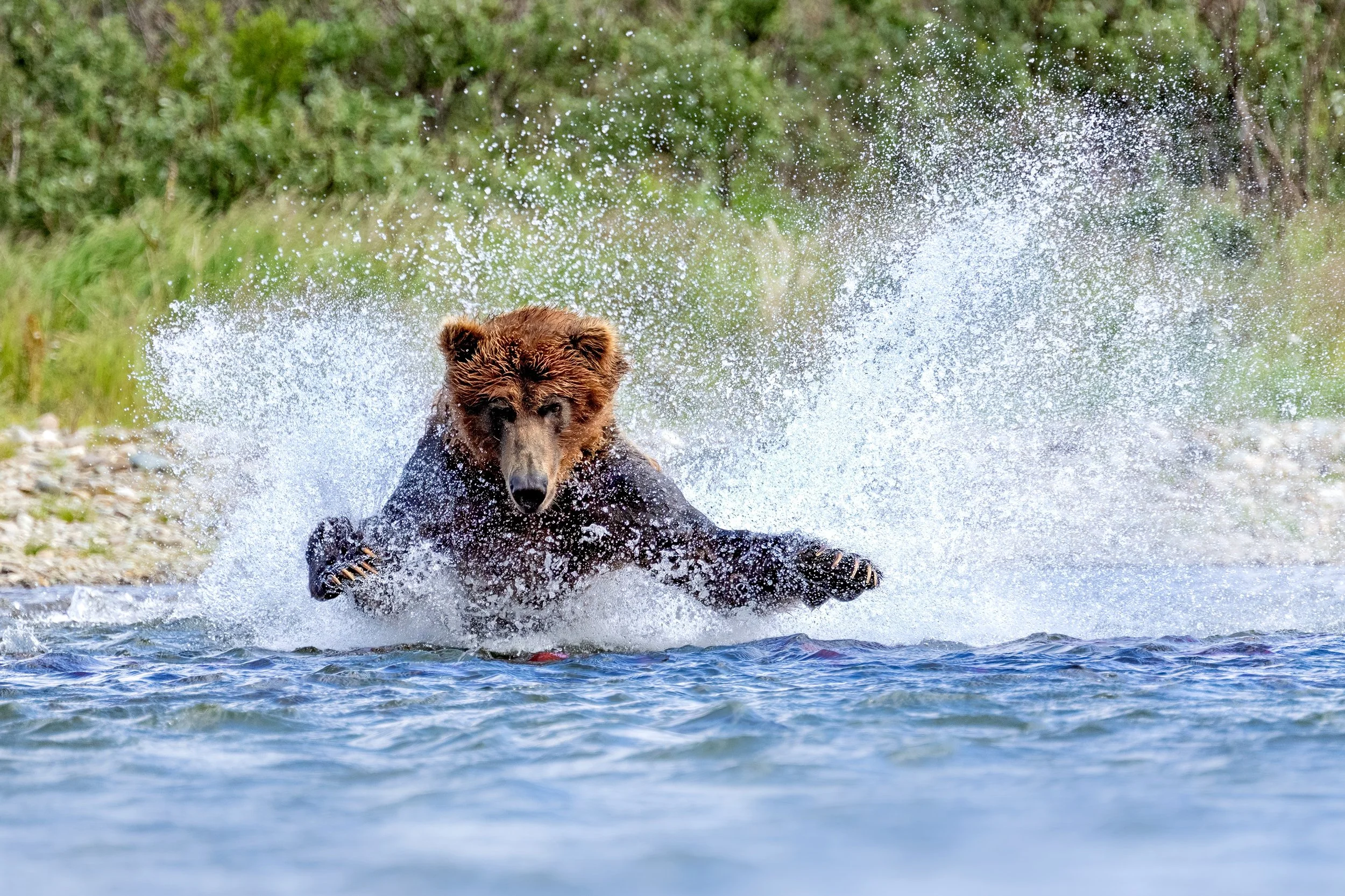 McLennan_AlaskaBears_26_006.jpg