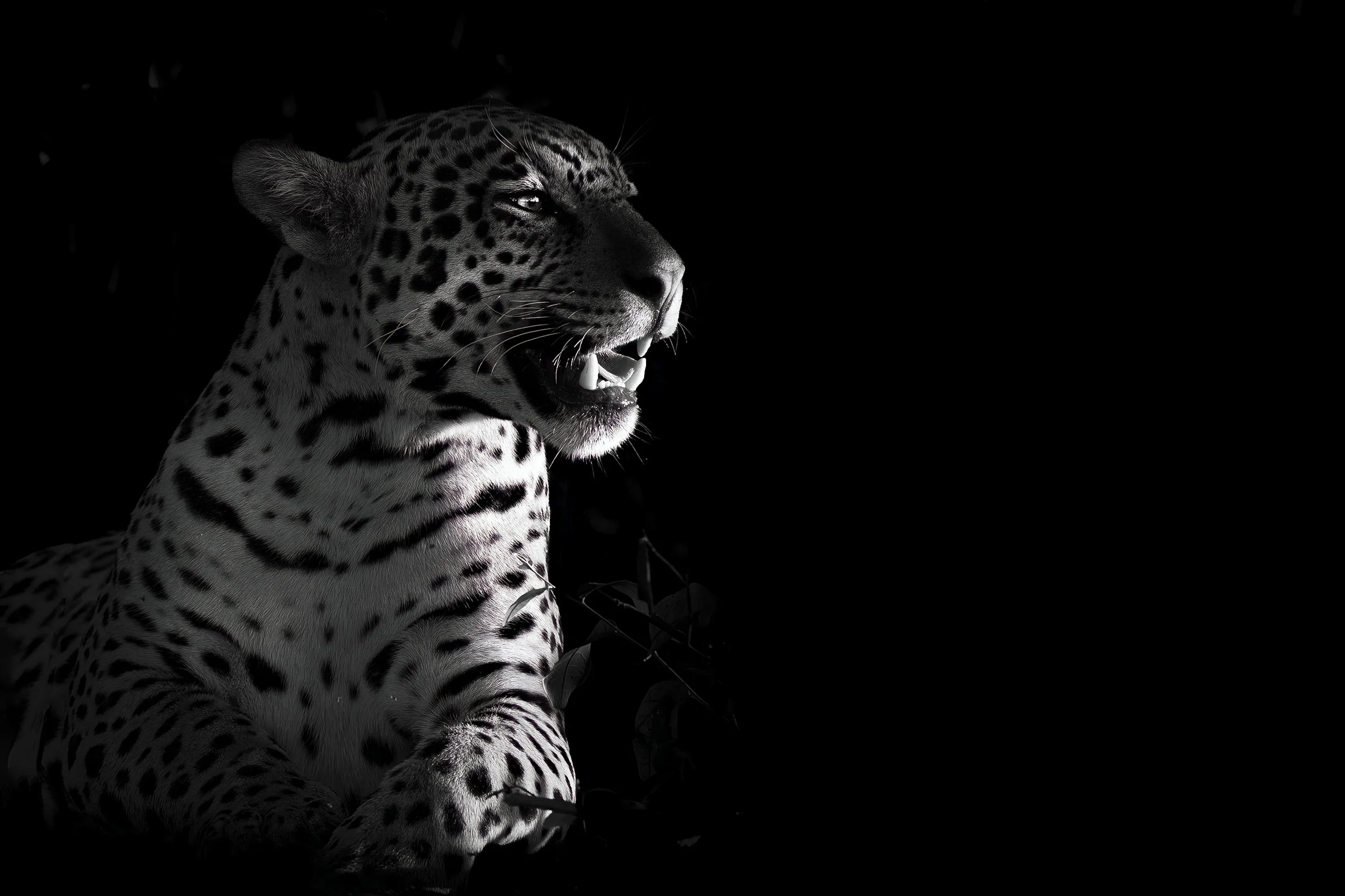 Jaguars04.jpg