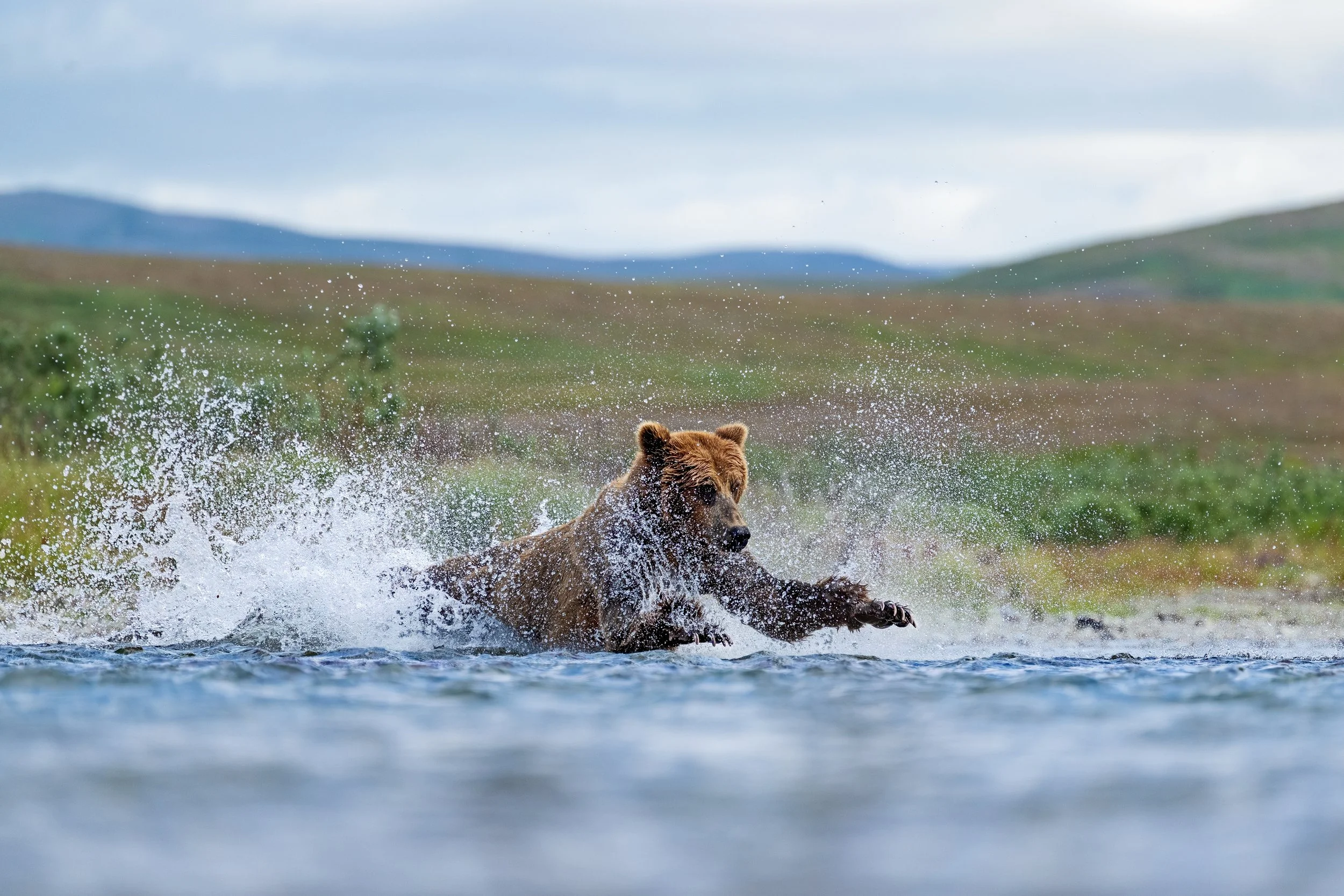 McLennan_AlaskaBears_26_012.jpg