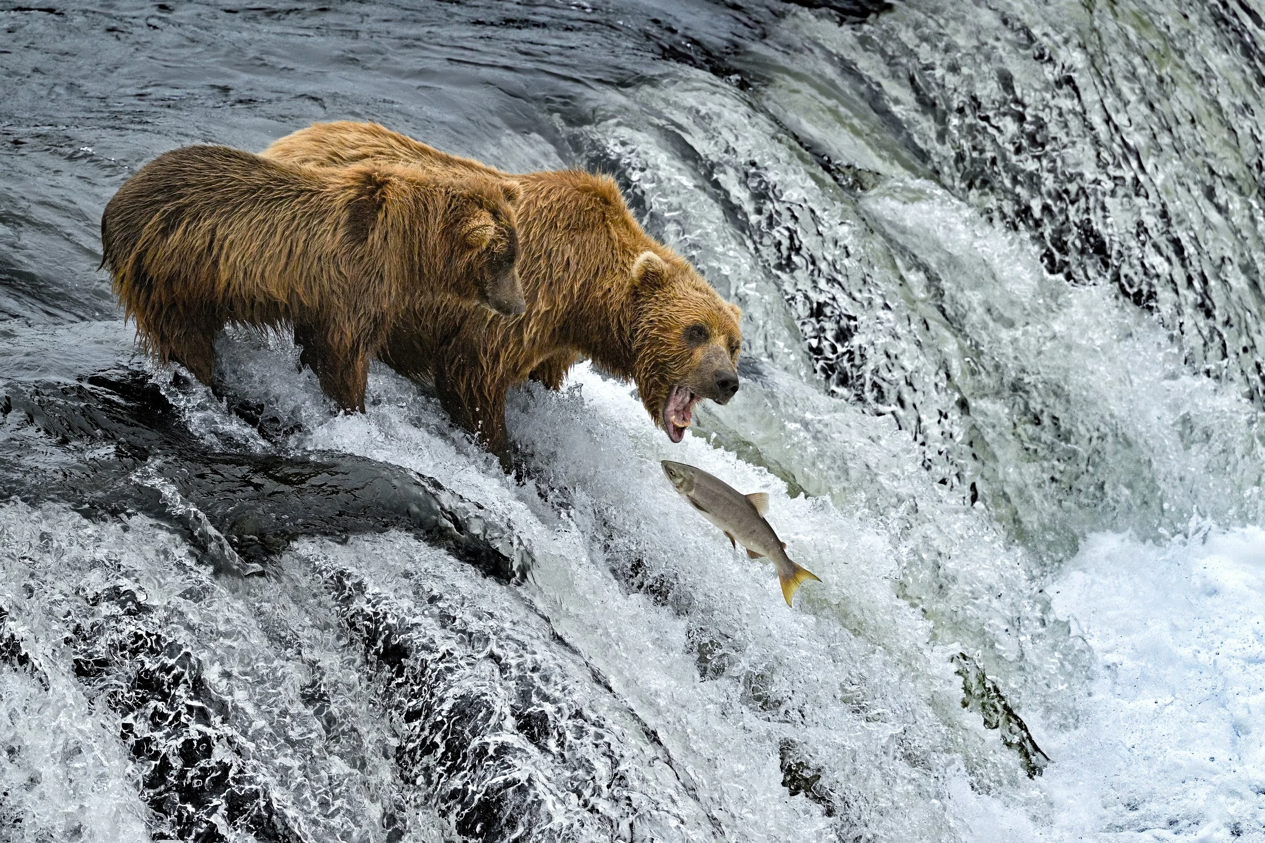 McLennan_AlaskaBears_26_018.jpg