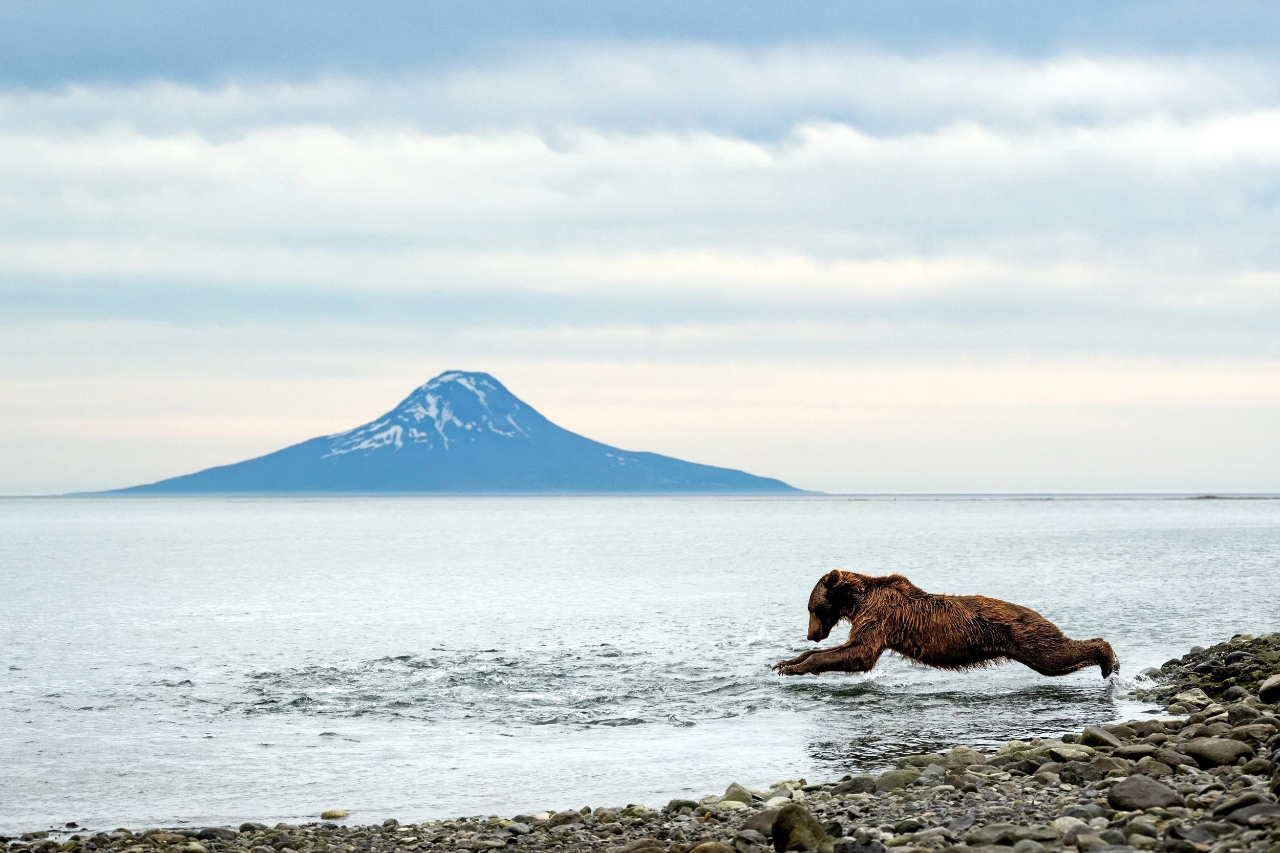 McLennan_AlaskaBears_26_010.jpg
