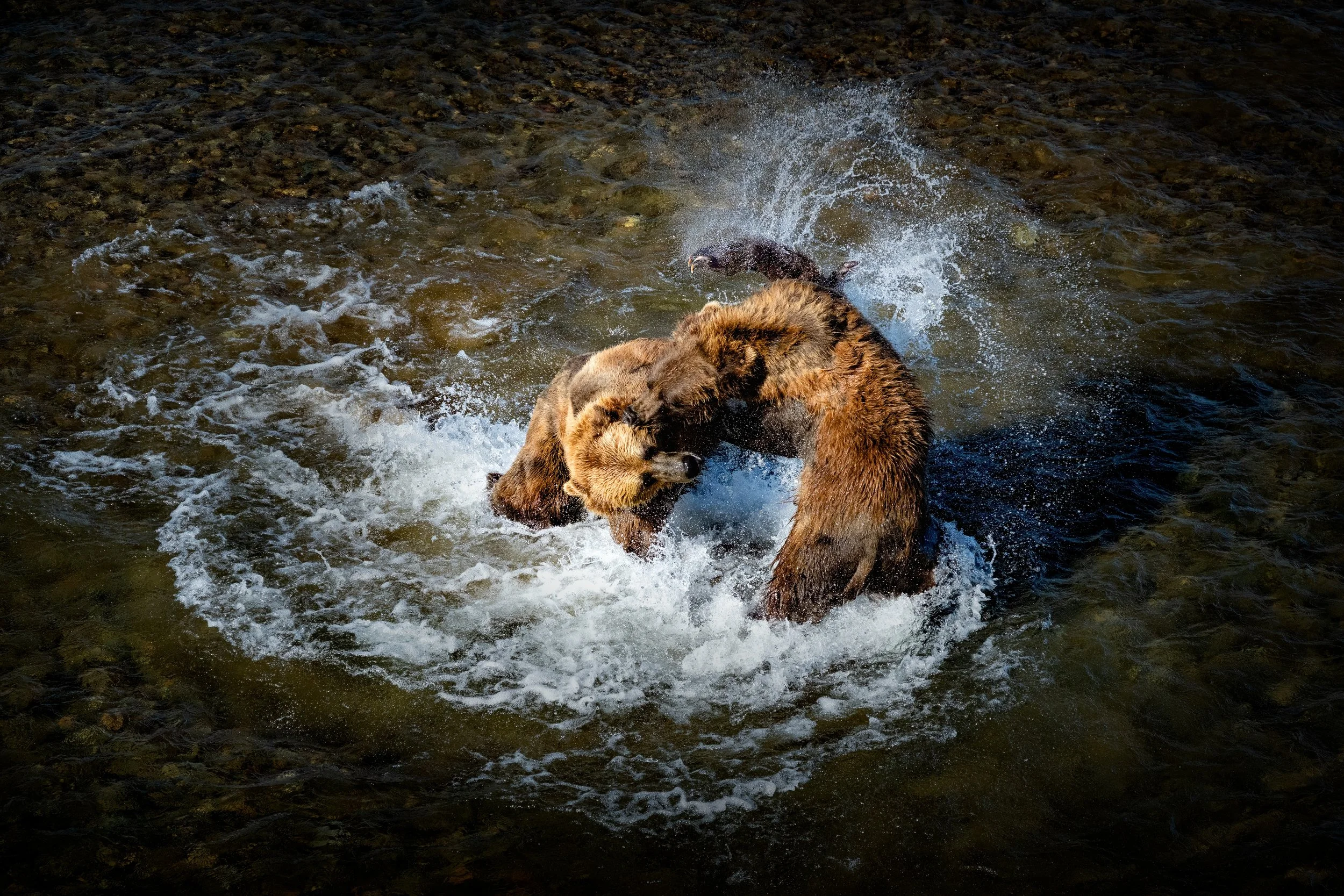 McLennan_AlaskaBears_26_014.jpg