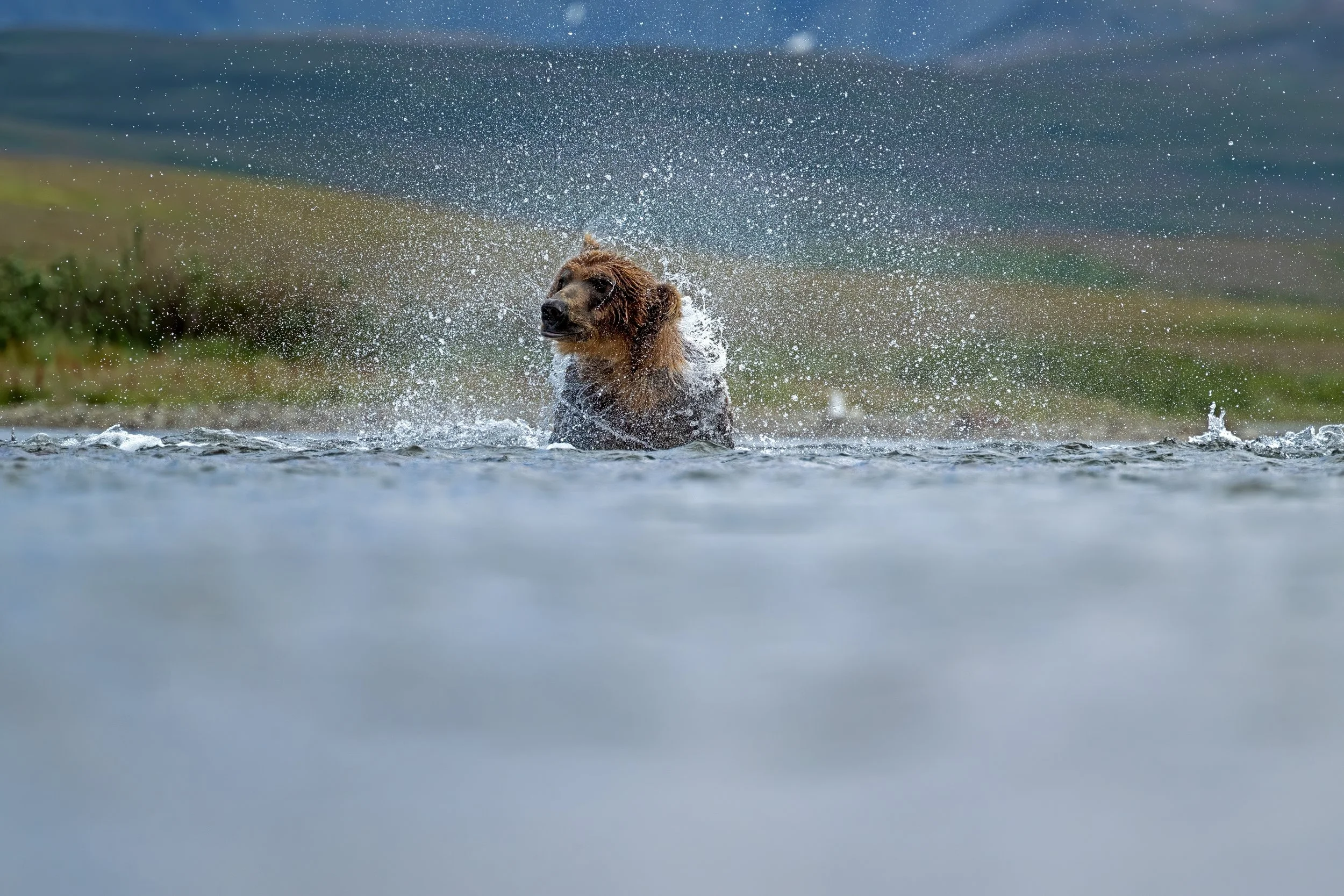 McLennan_AlaskaBears_26_003.jpg