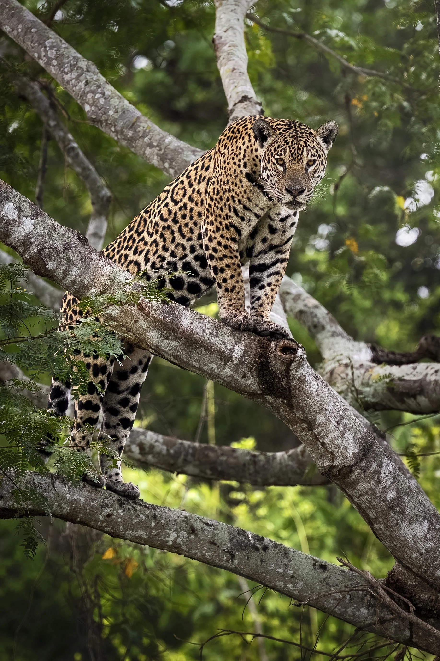 Jaguars01.jpg