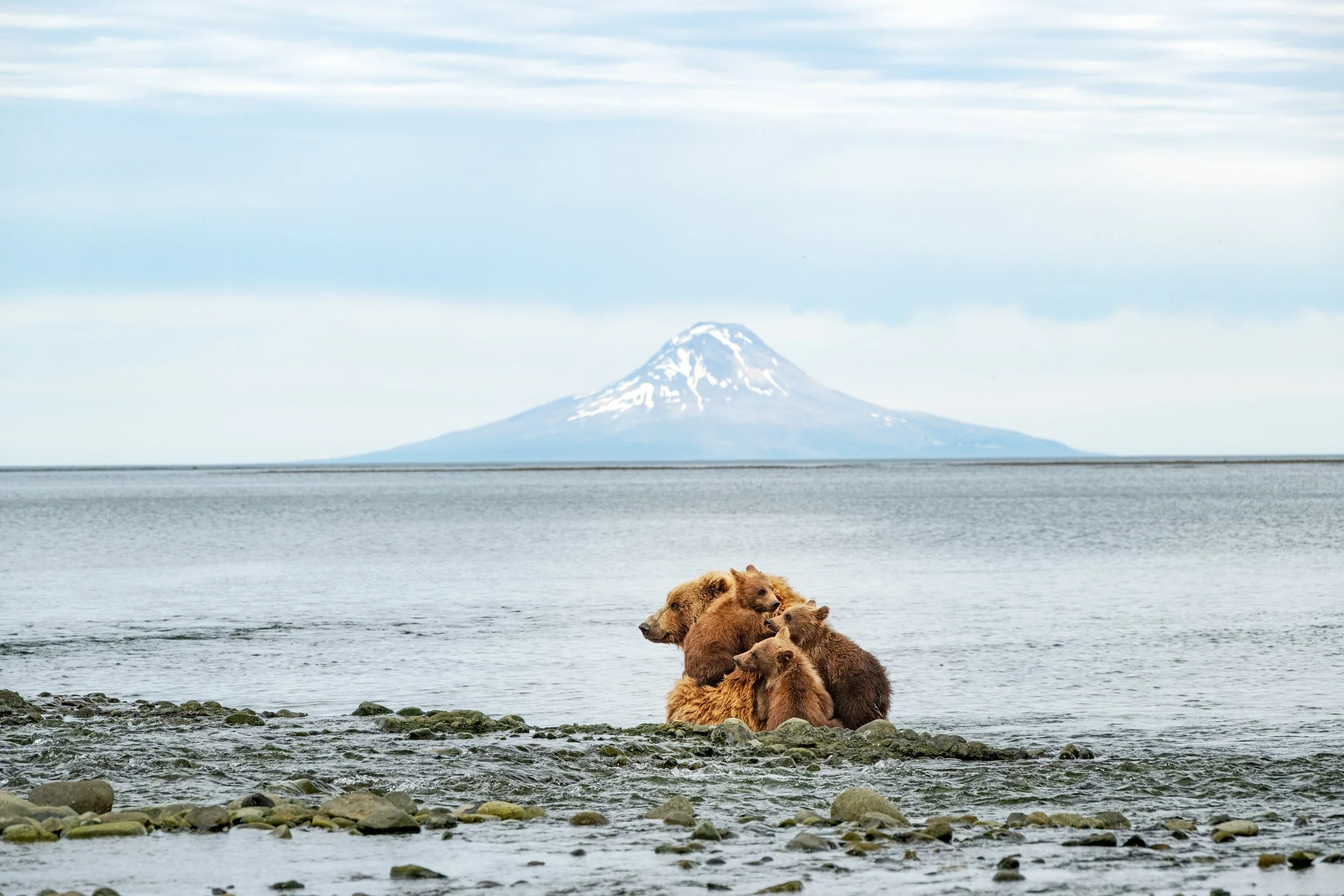 McLennan_AlaskaBears_26_015.jpg
