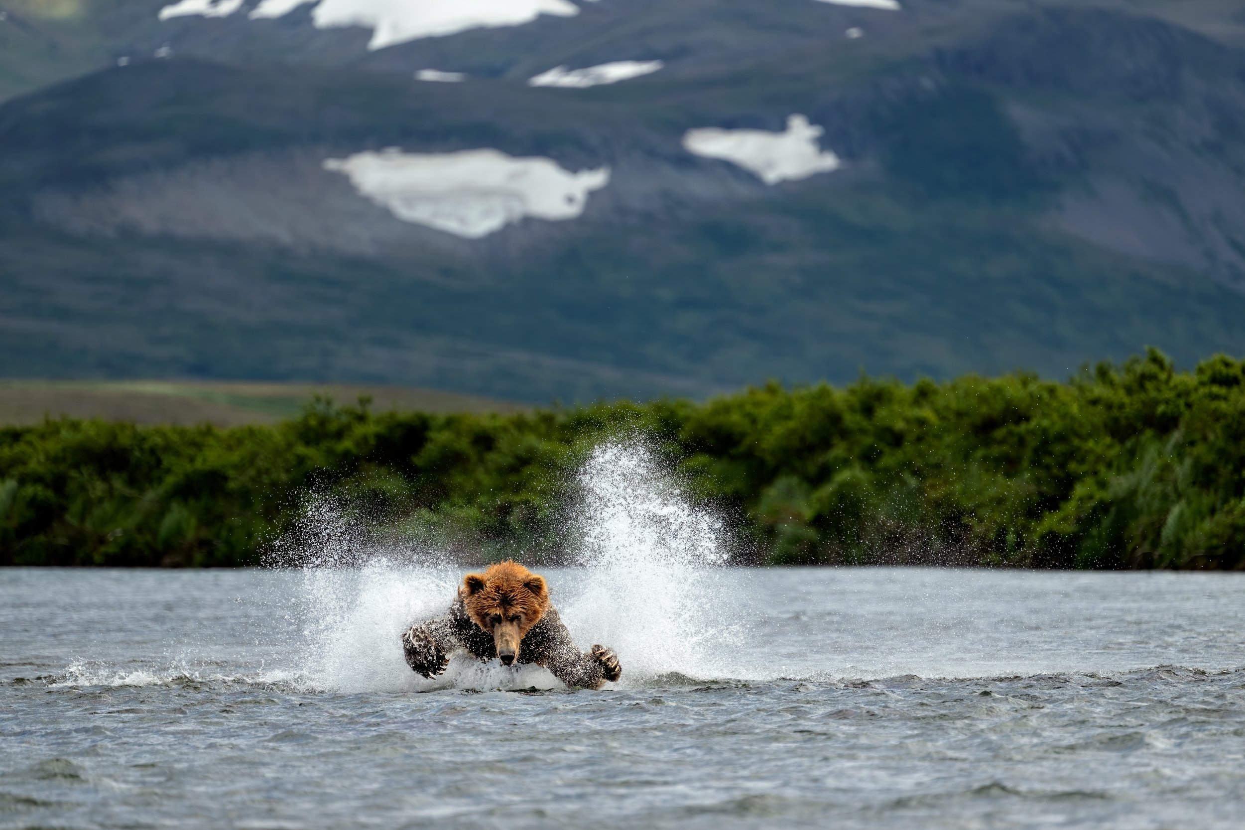 McLennan_AlaskaBears_26_007.jpg