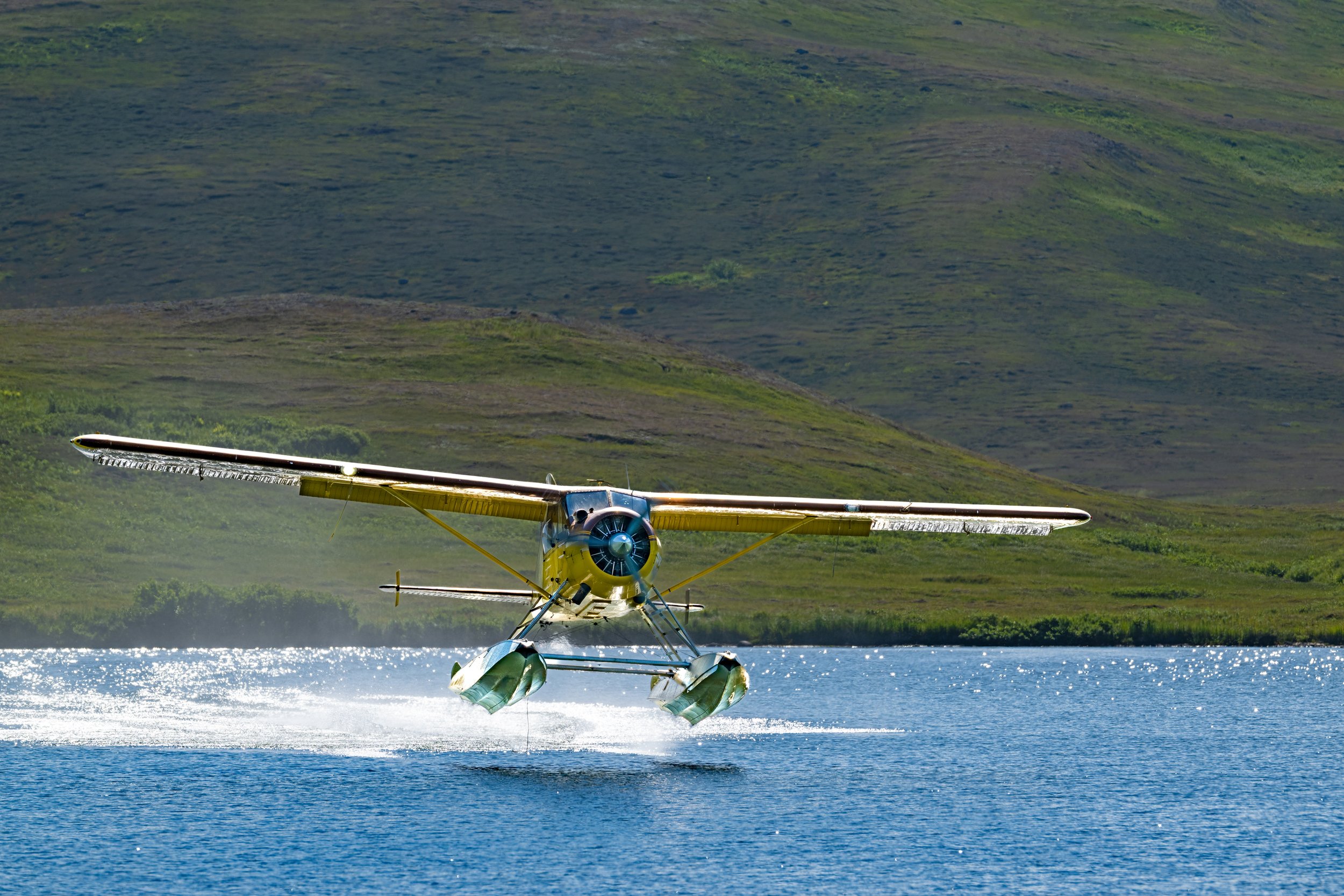 McLennan_AlaskaBears_26_019.jpg