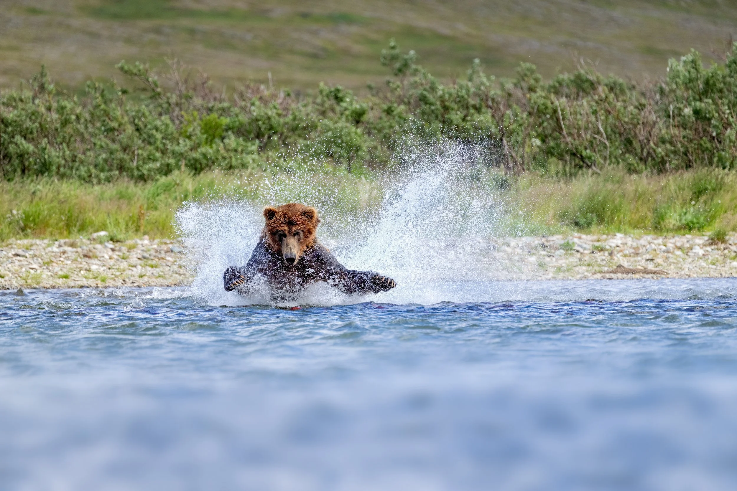 McLennan_AlaskaBears_26_005.jpg