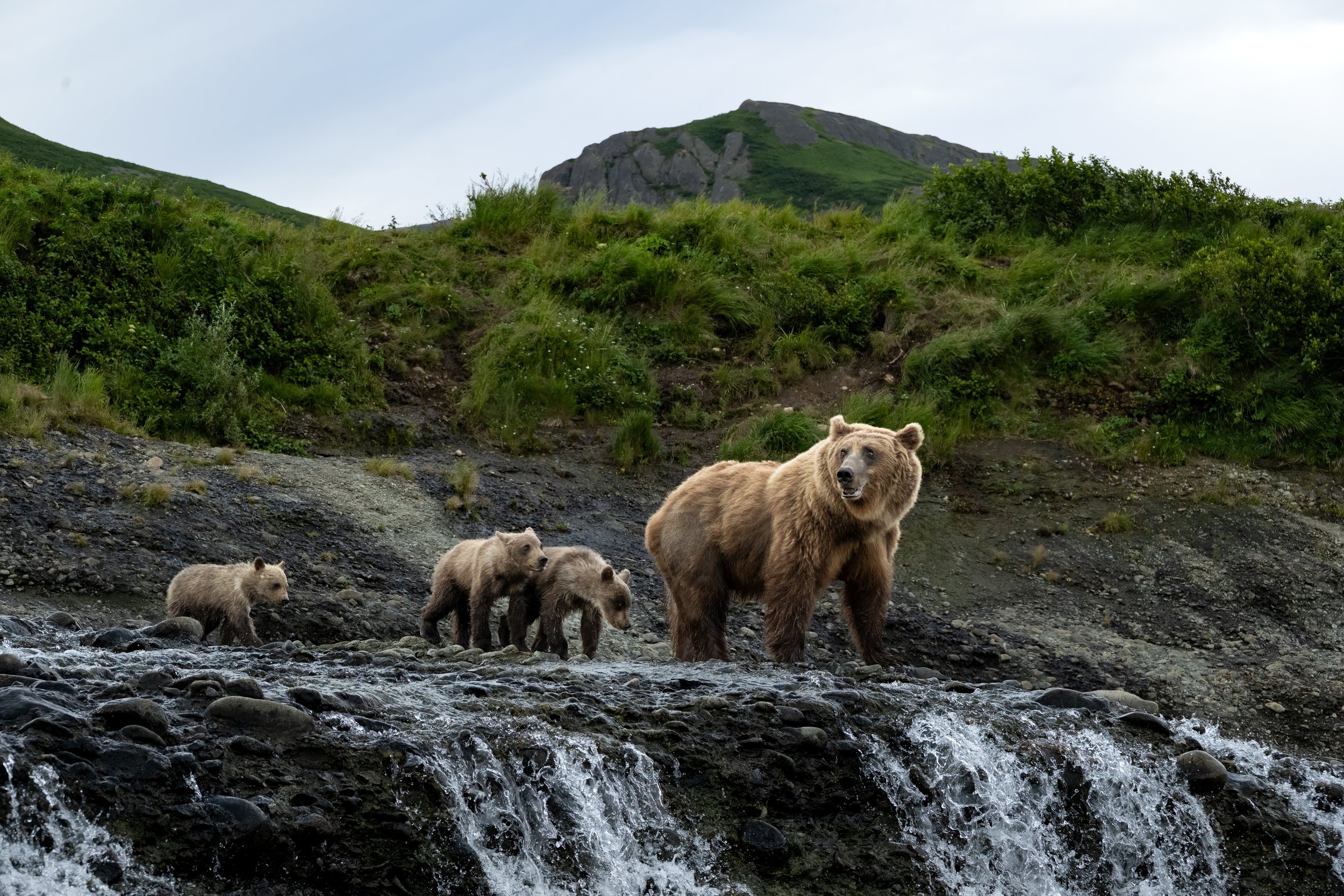 McLennan_AlaskaBears_26_016.jpg