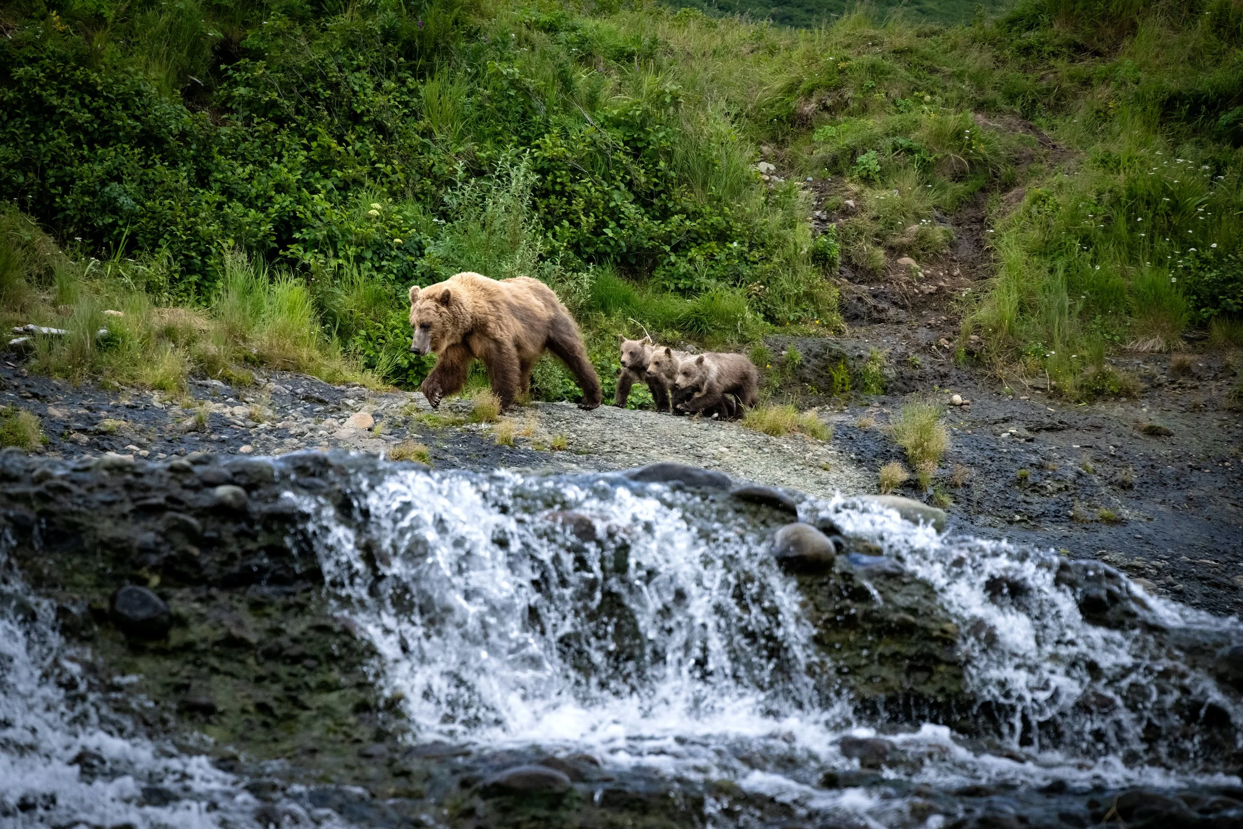 McLennan_AlaskaBears_26_017.jpg