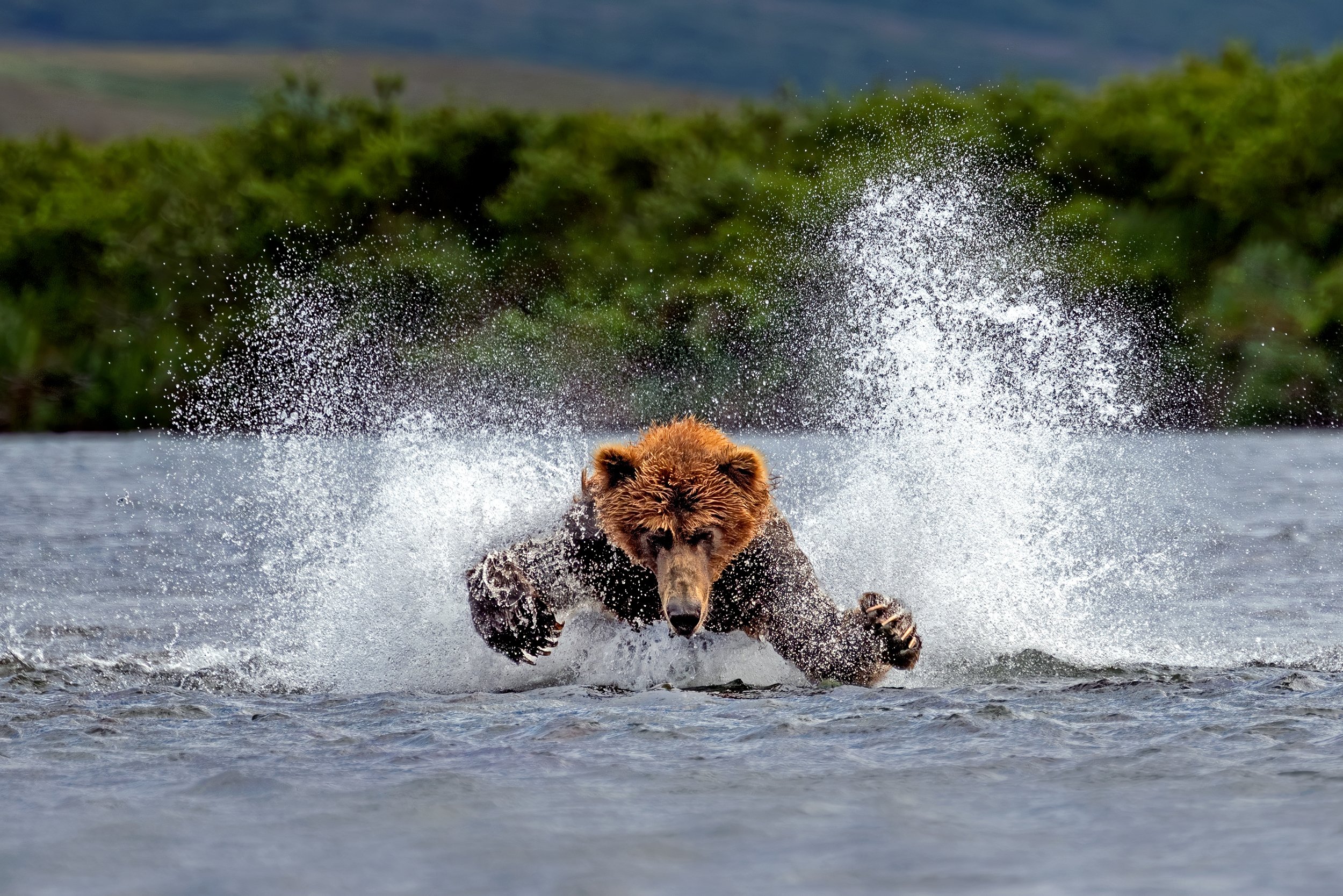 McLennan_AlaskaBears_26_008.jpg