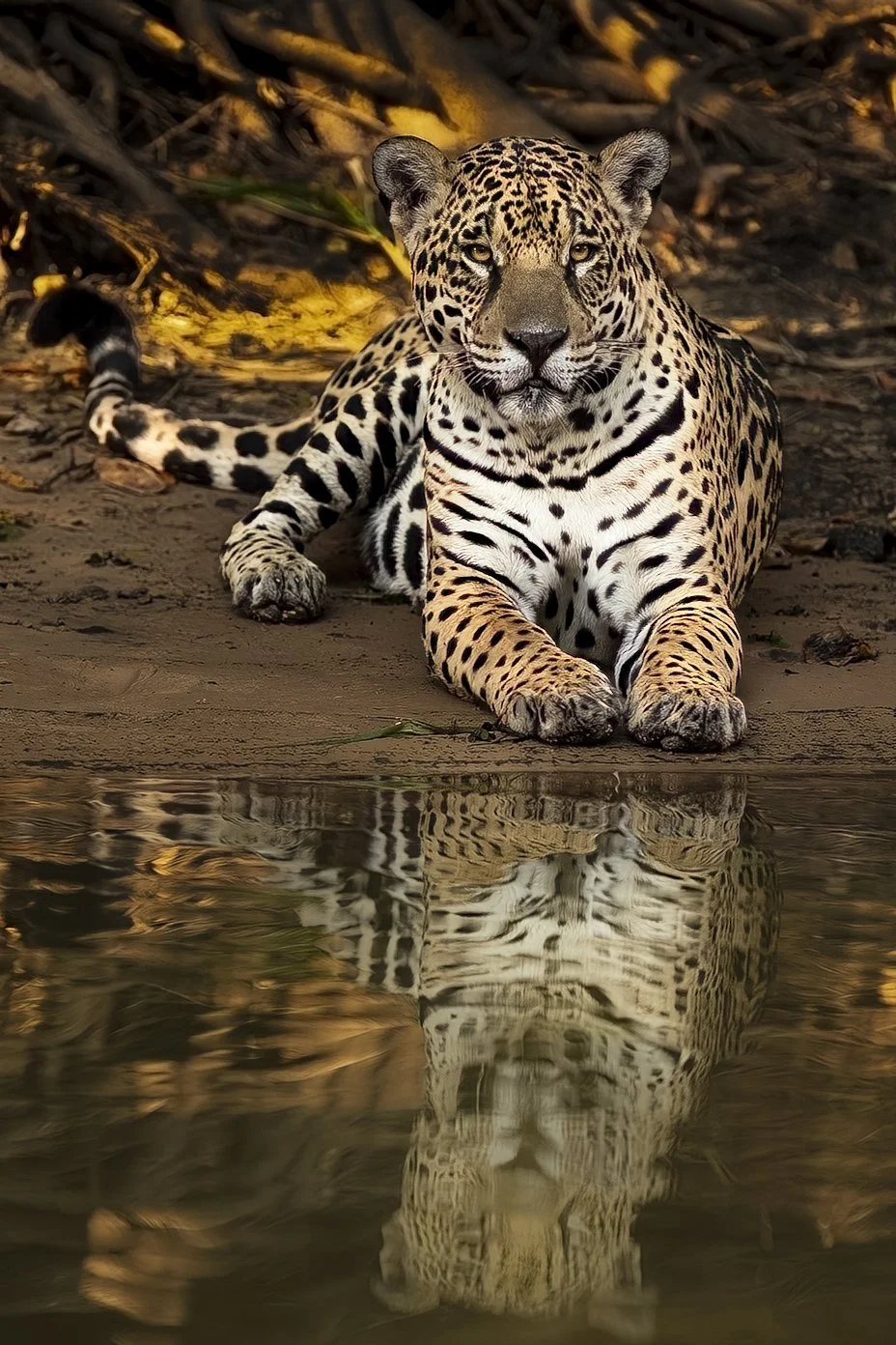 Jaguars09.jpg