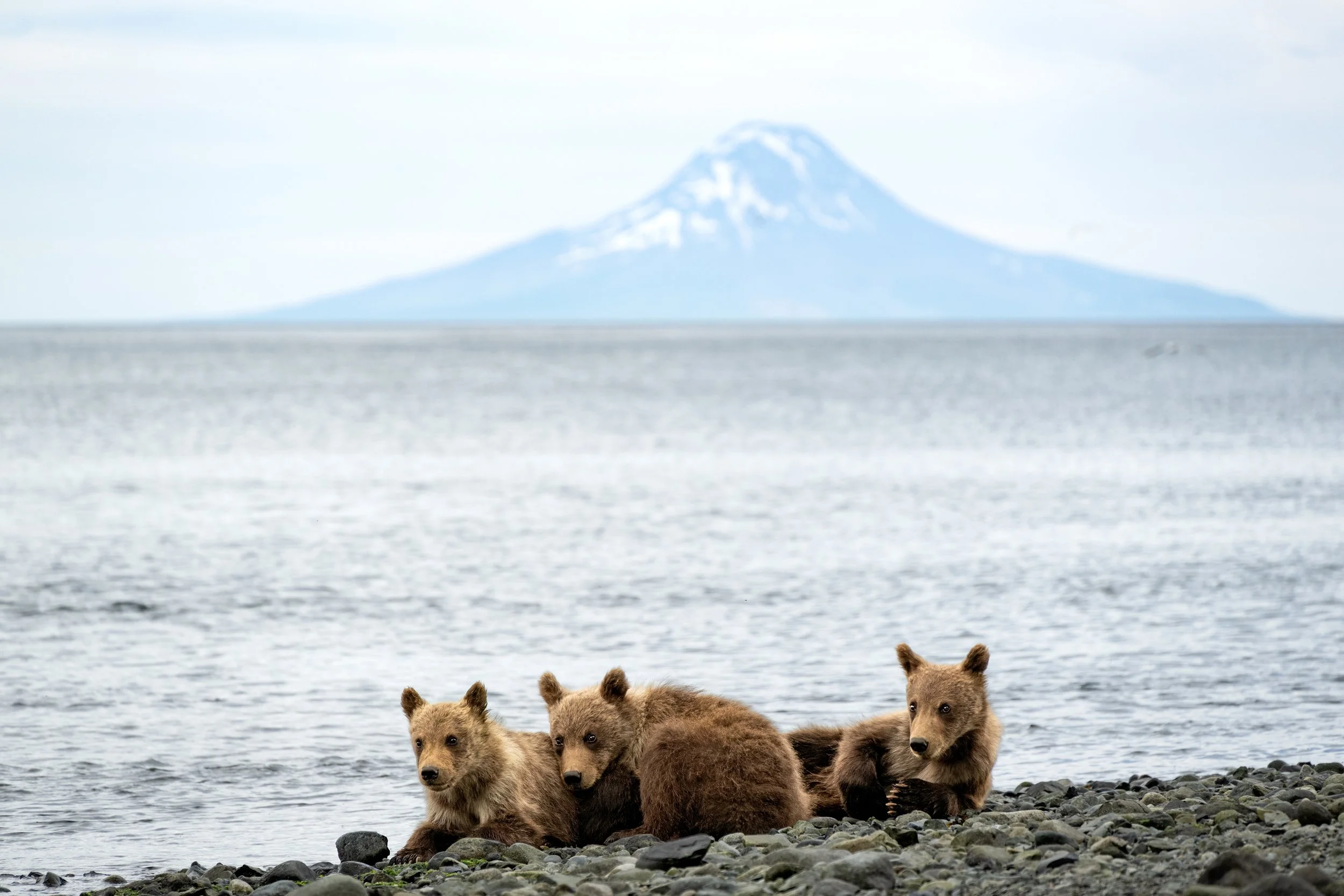 McLennan_AlaskaBears_26_002.jpg