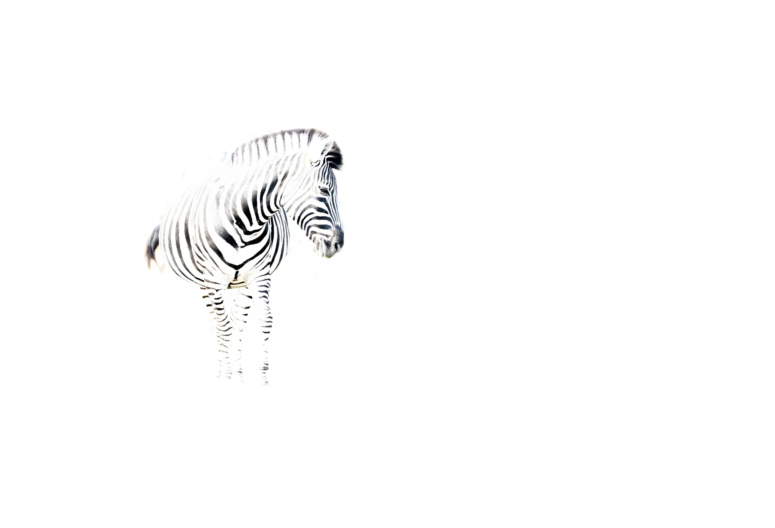 Lone zebra photographed using creative overexposure techniques on an African wildlife photography safari in Botswana.